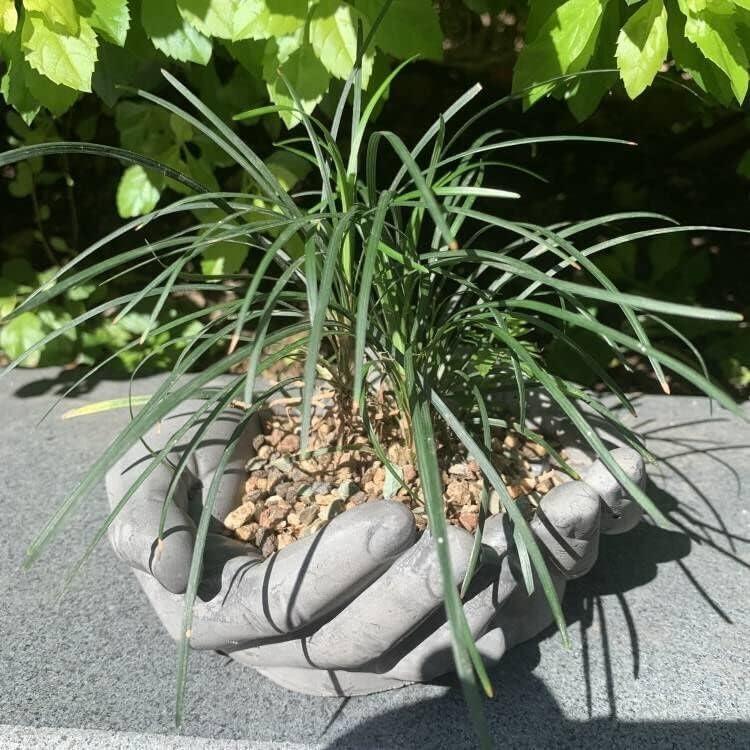 Concrete Planter Mold Hand Palm Design Cement Crystal Resin Silicone Molds Us