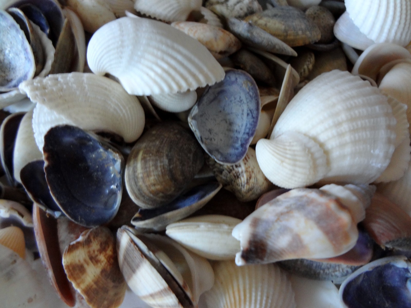 Seashells 2 Pounds lbs Small Assorted Mix Bulk Decorative Arts Crafts