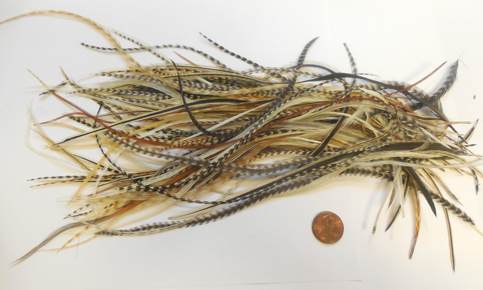 100 Whiting Metz Long Feathers Craft Jewelry Hair Fly Tying Asst Lot Grizzly etc