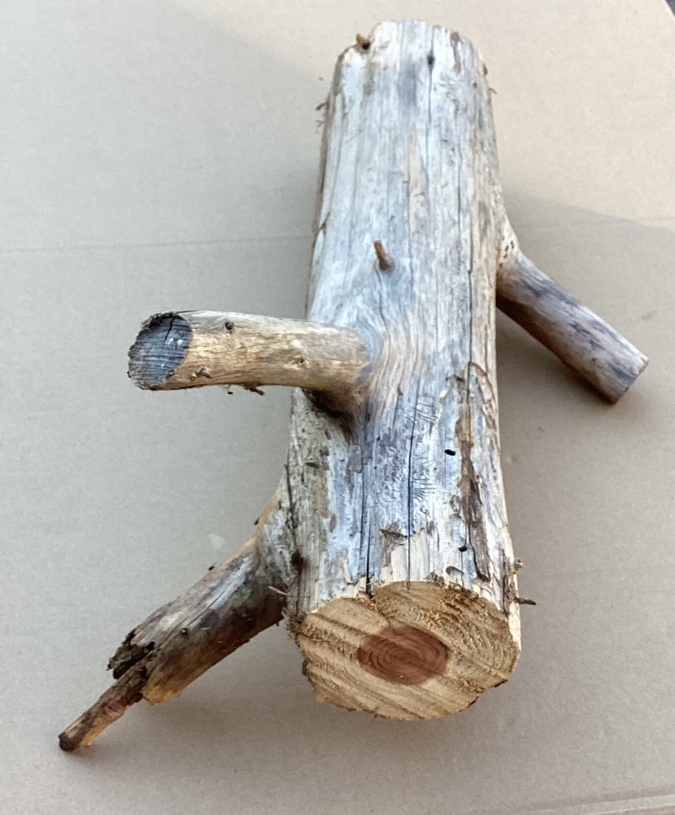 Red Cedar Live Edge Log Craft Wood Taxidermy Rustic Décor