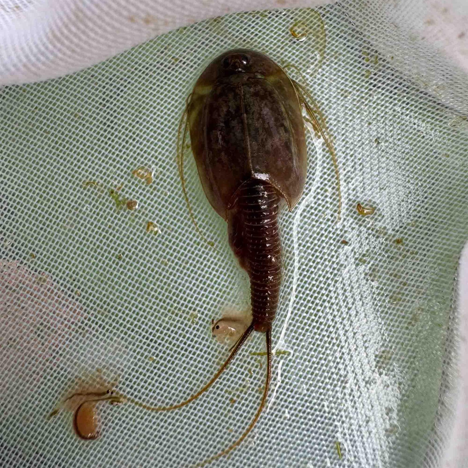 GreenWaterFarm Triops Granarius 2.55 inches x 0.55 x 3.5 inches, White