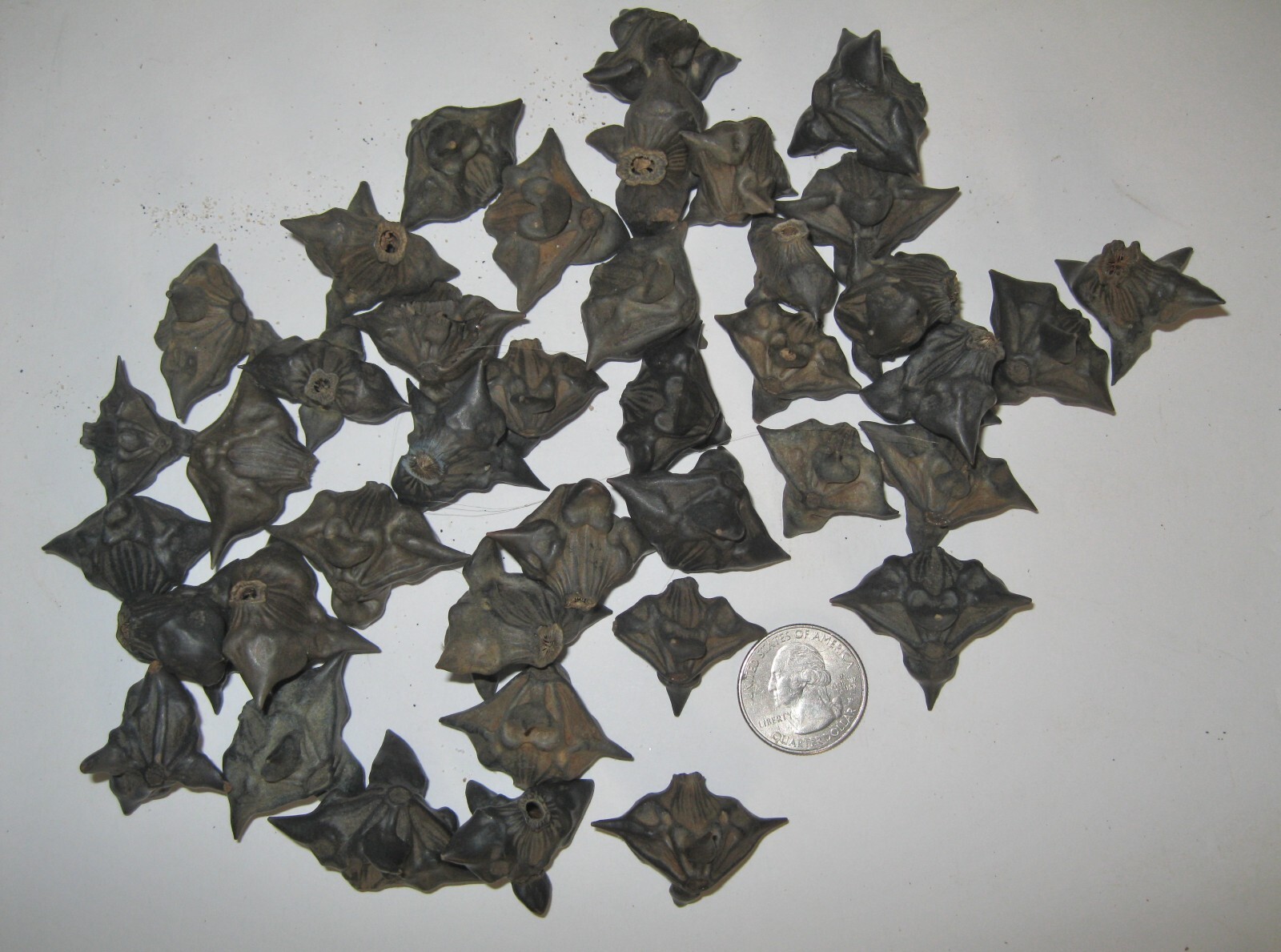 25 Devil Pods Bat Nuts Caltrops Dried Water Chestnuts