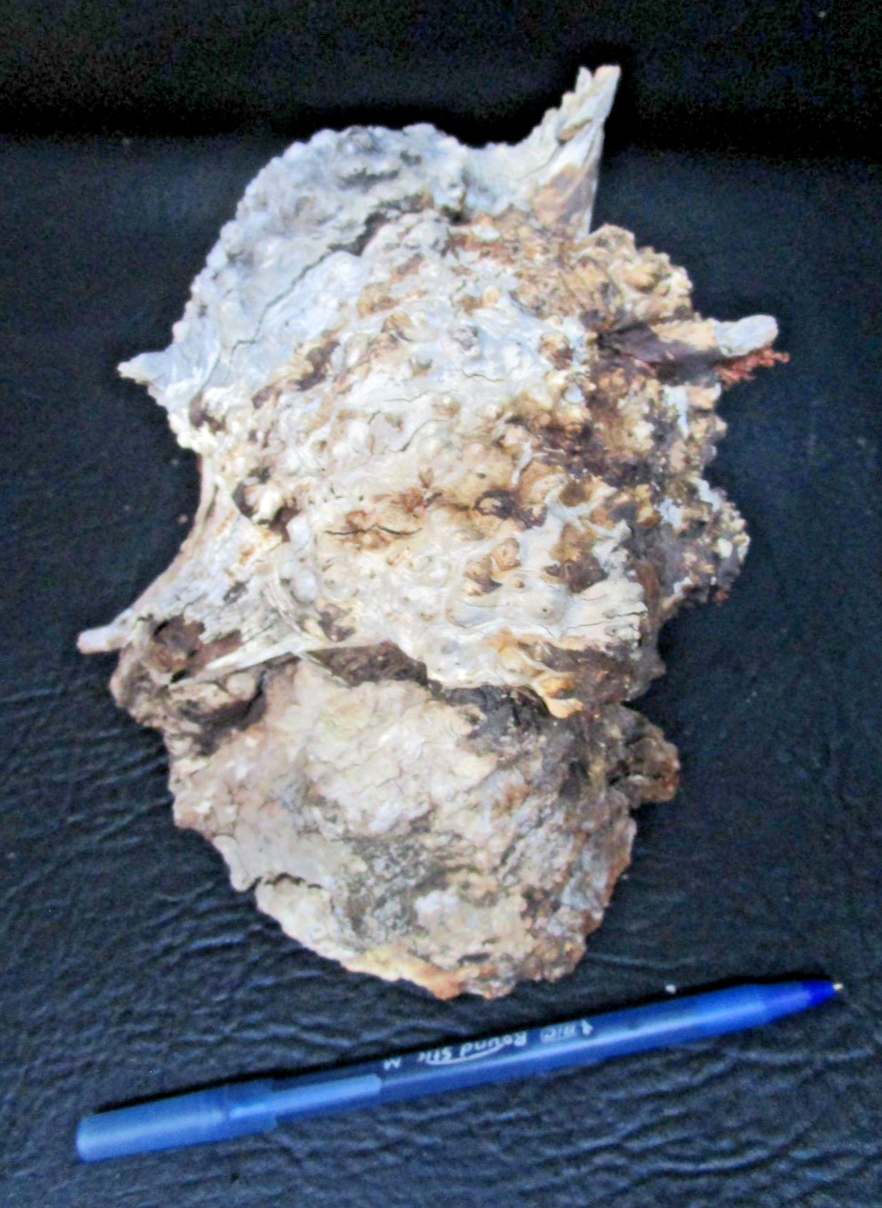 manzanita burl wood end cap #D548 9 1/2″ x 5 3/4″ x 3 1/2″