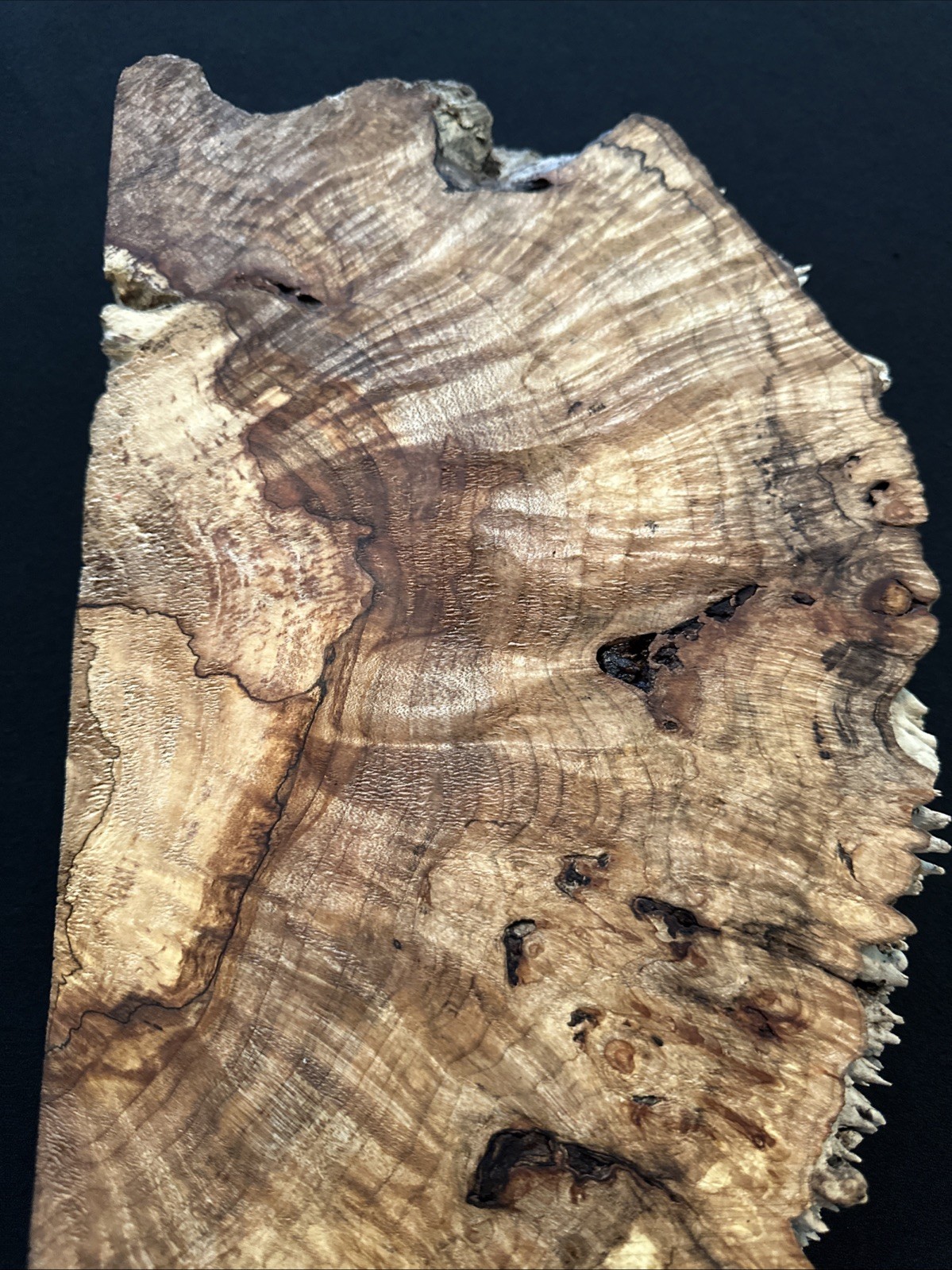 Spalted Maple Burl, Live Edge, 17 3/4” Long, 8 5/8” Wide, 2 3/4” Thick, Dry
