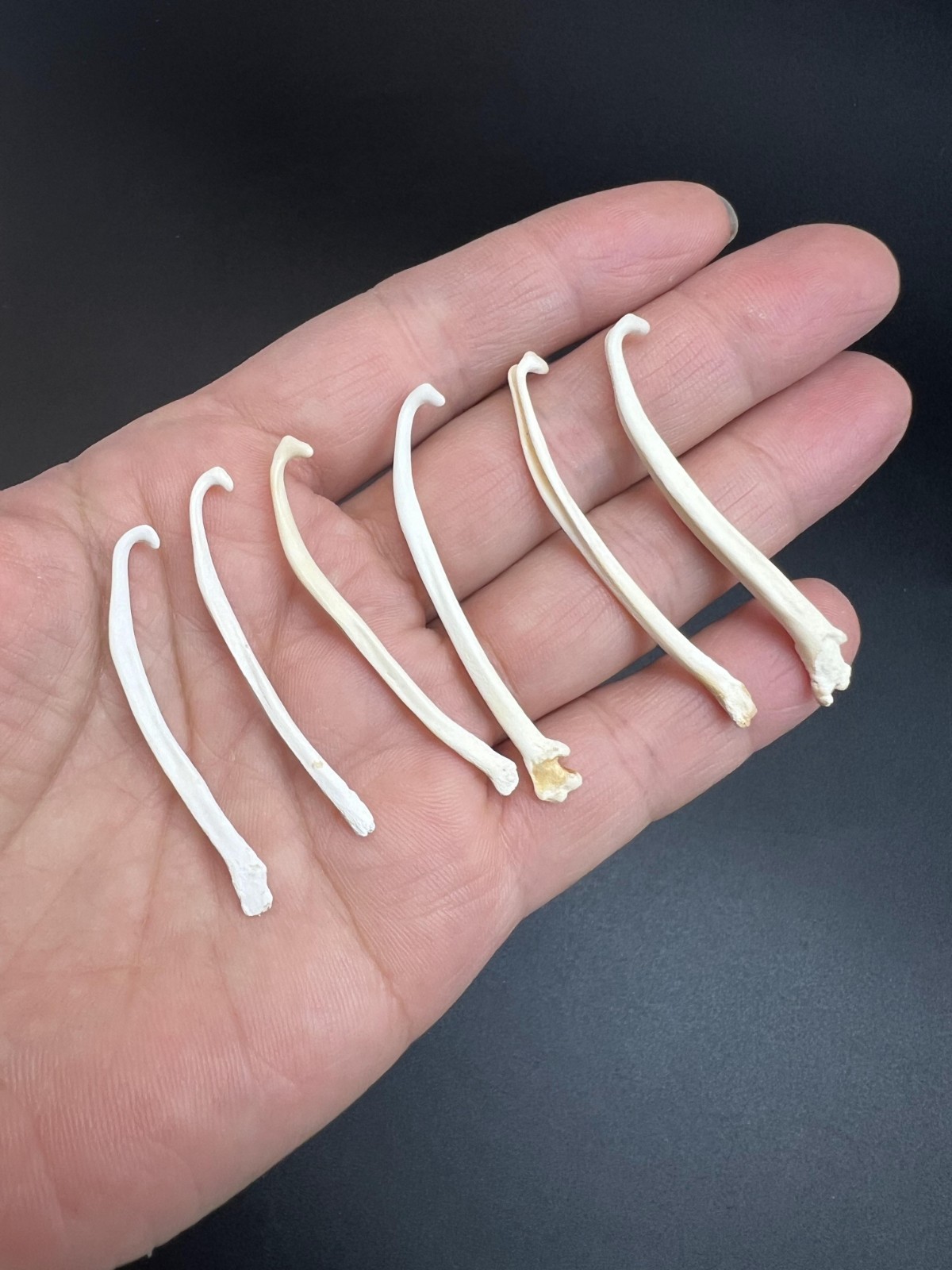 1PC Mink Baculum, Mink Penis Bones 1-1/4 to 2 inch