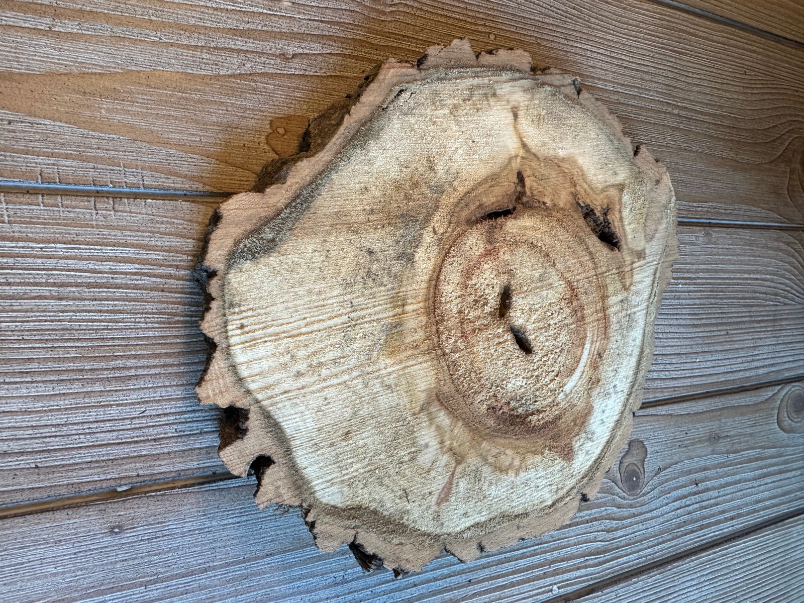Aspen Wood Slice, Approximately 10 Inches Long by 8 Inches Wide and 1 Inch Thick