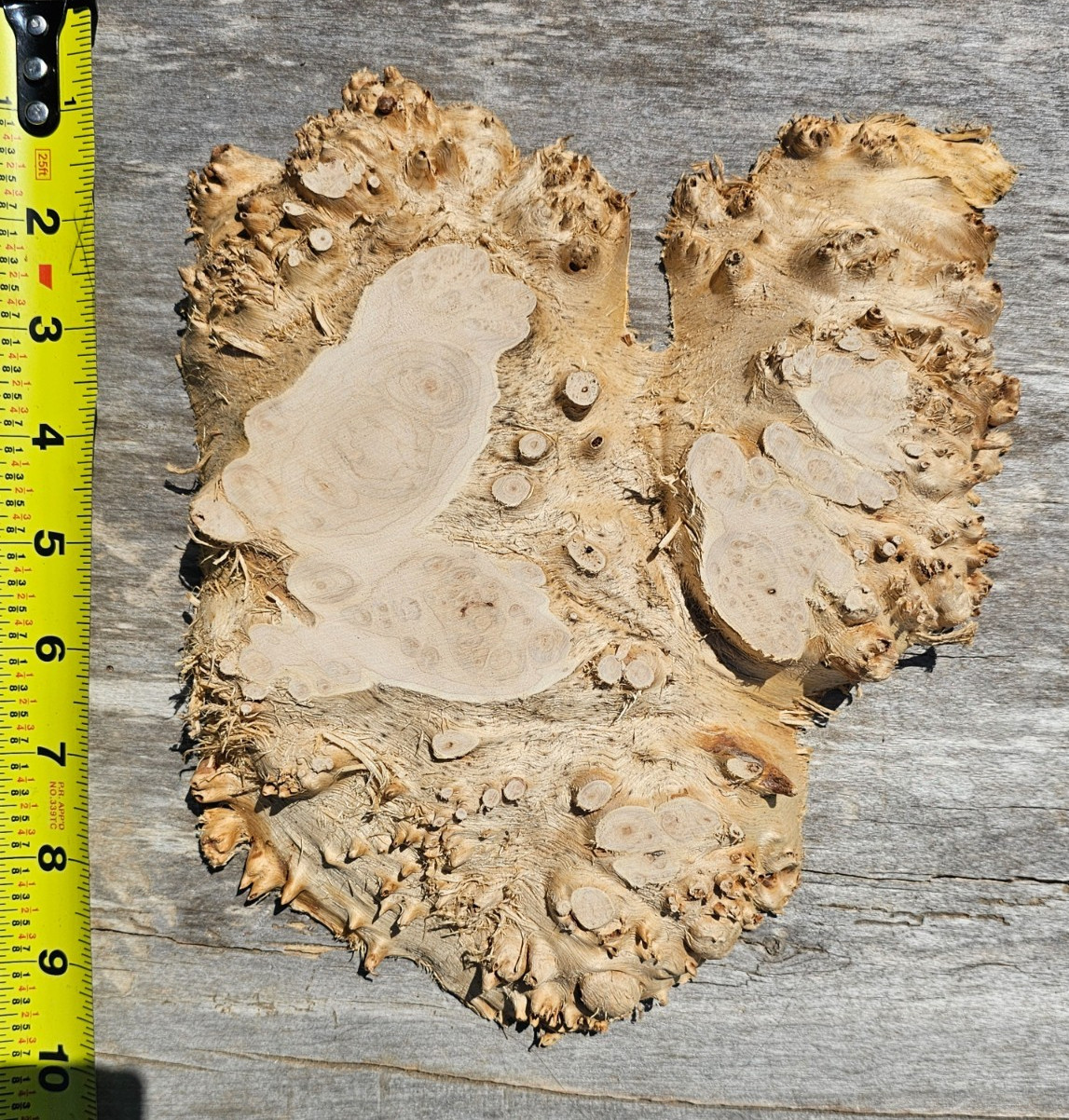 Live Edge Maple Wood Burl Slab