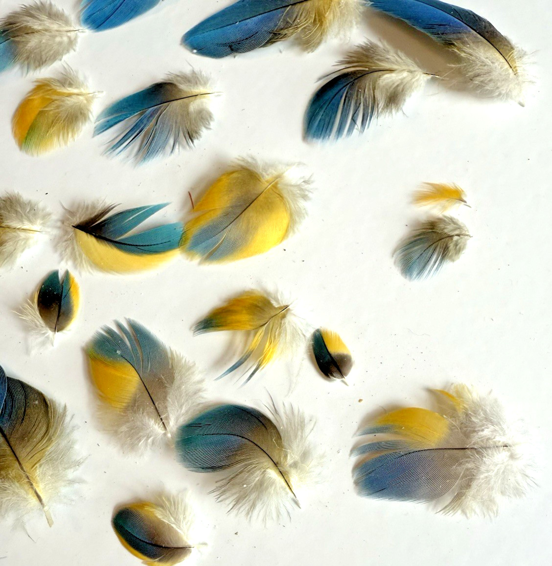 Lot Of 30 Macaw Rare Blue and Yellow Naturally Molted Craft Feathers 3″-1″