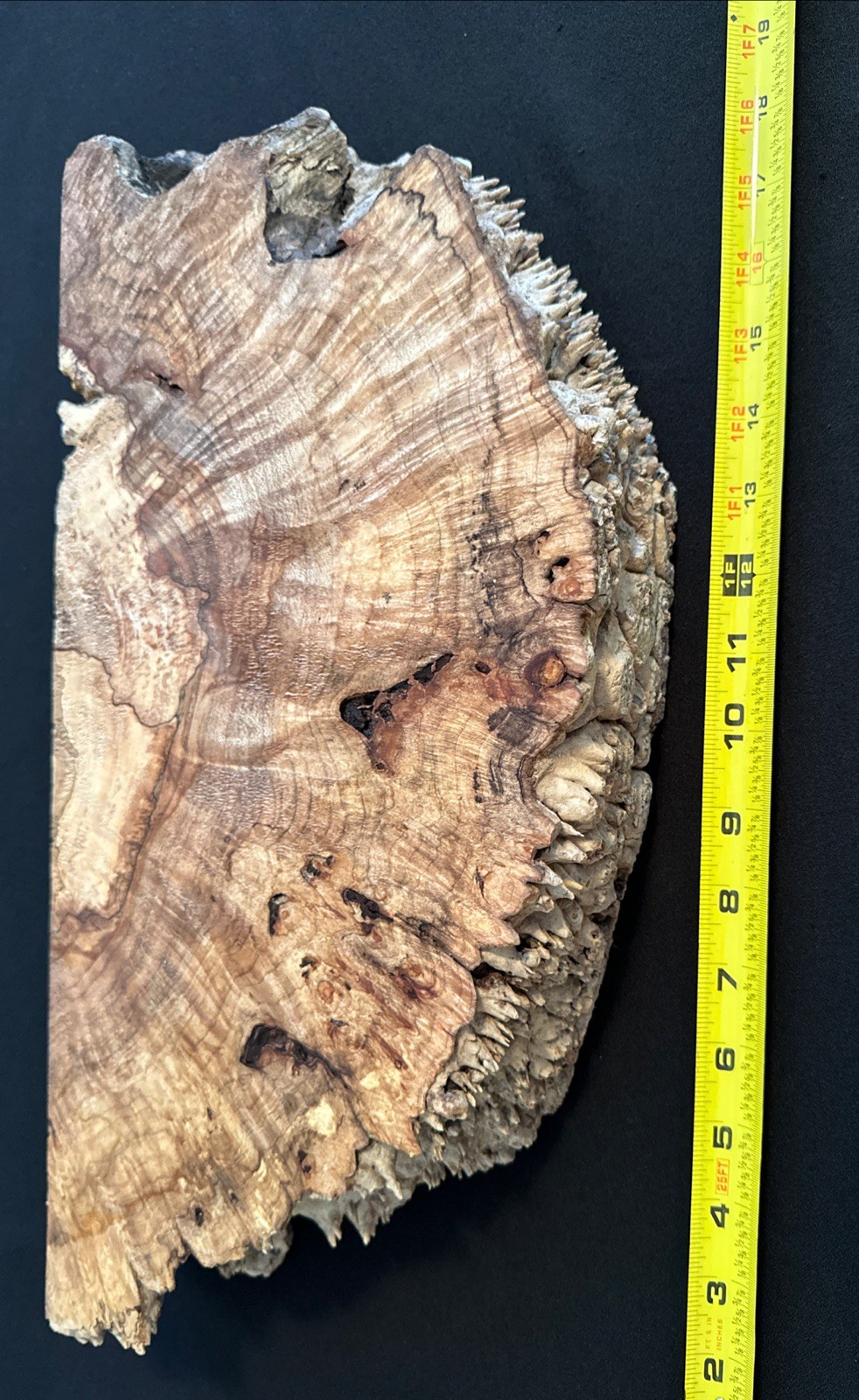 Spalted Maple Burl, Live Edge, 17 3/4” Long, 8 5/8” Wide, 2 3/4” Thick, Dry