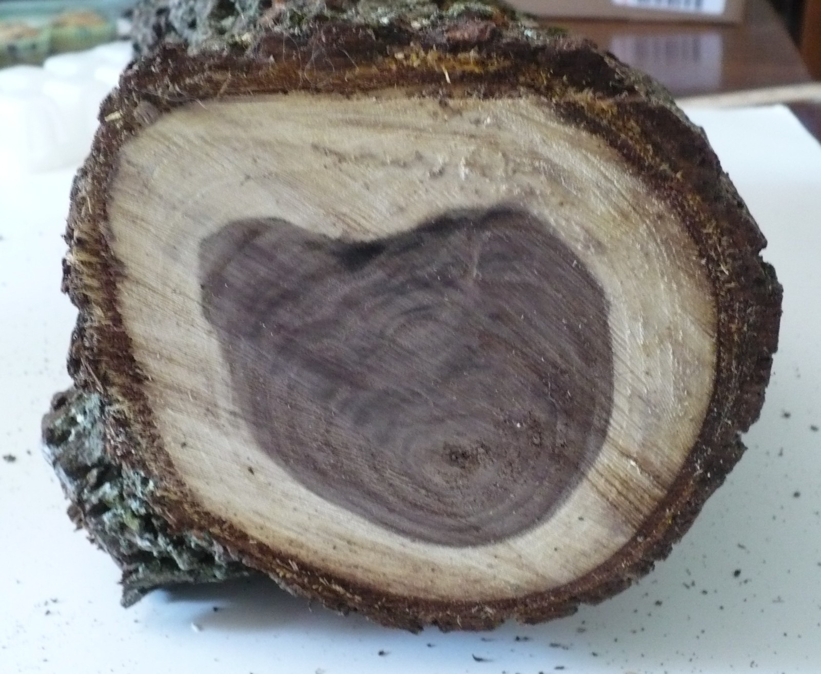 Live Edge Black Walnut Log – Approx. 13″ Long x 5″ Diameter