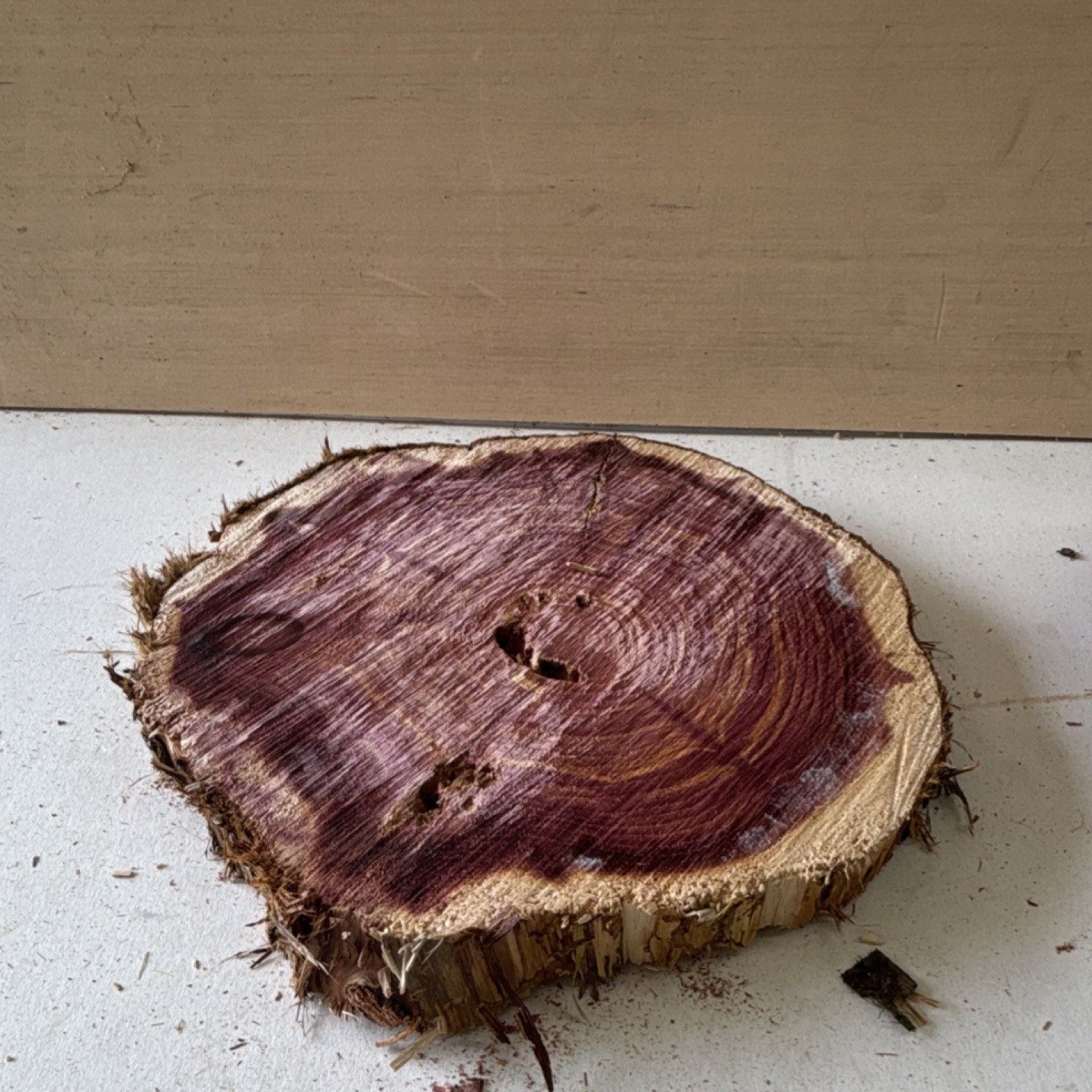 Cedar Live Edge Wood Slab Round 11″ Diameter x 4″ Thick Unfinished