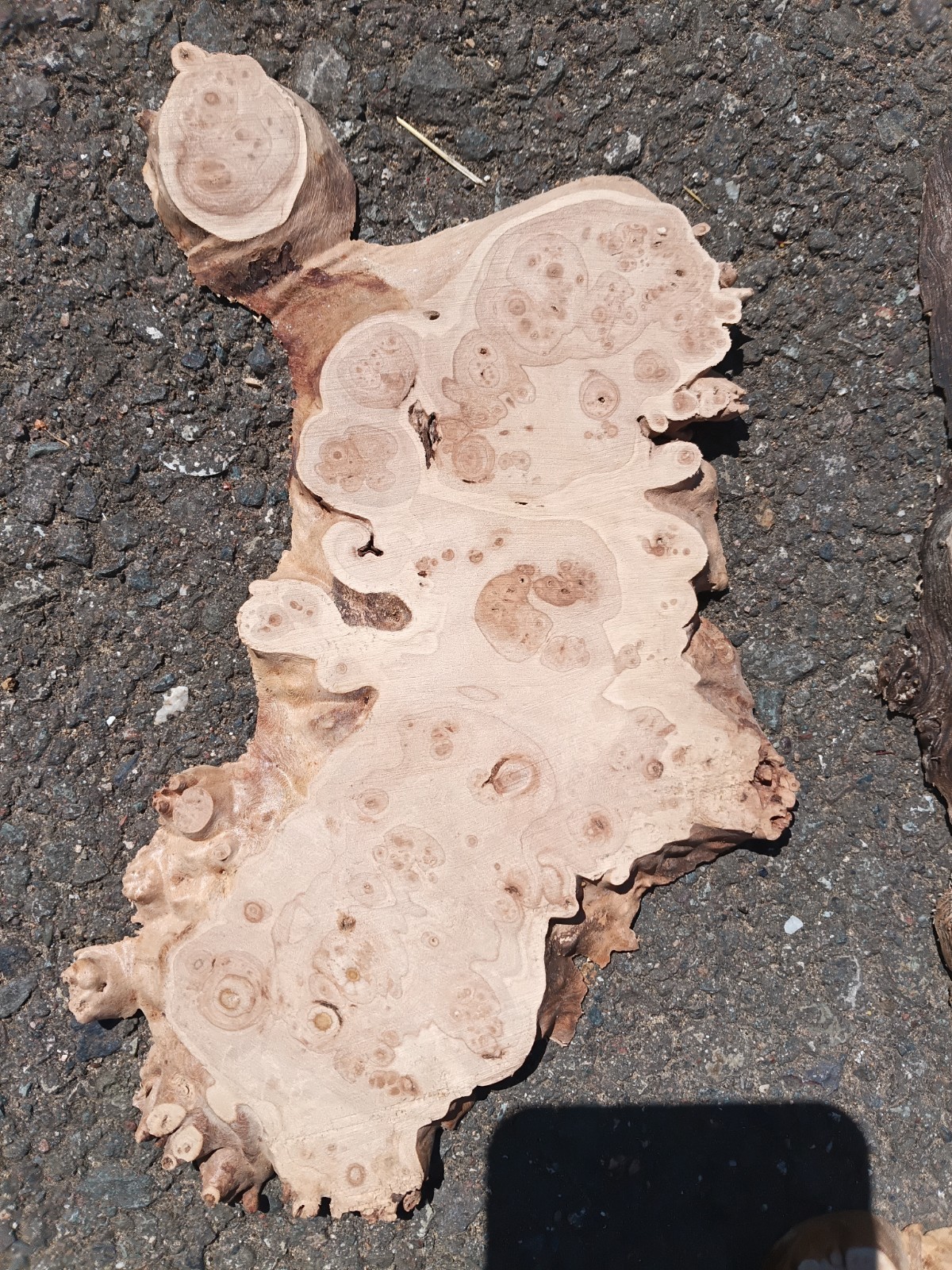 5 piece set Maple Burl and Myrtlewood Live Edge mini slabs