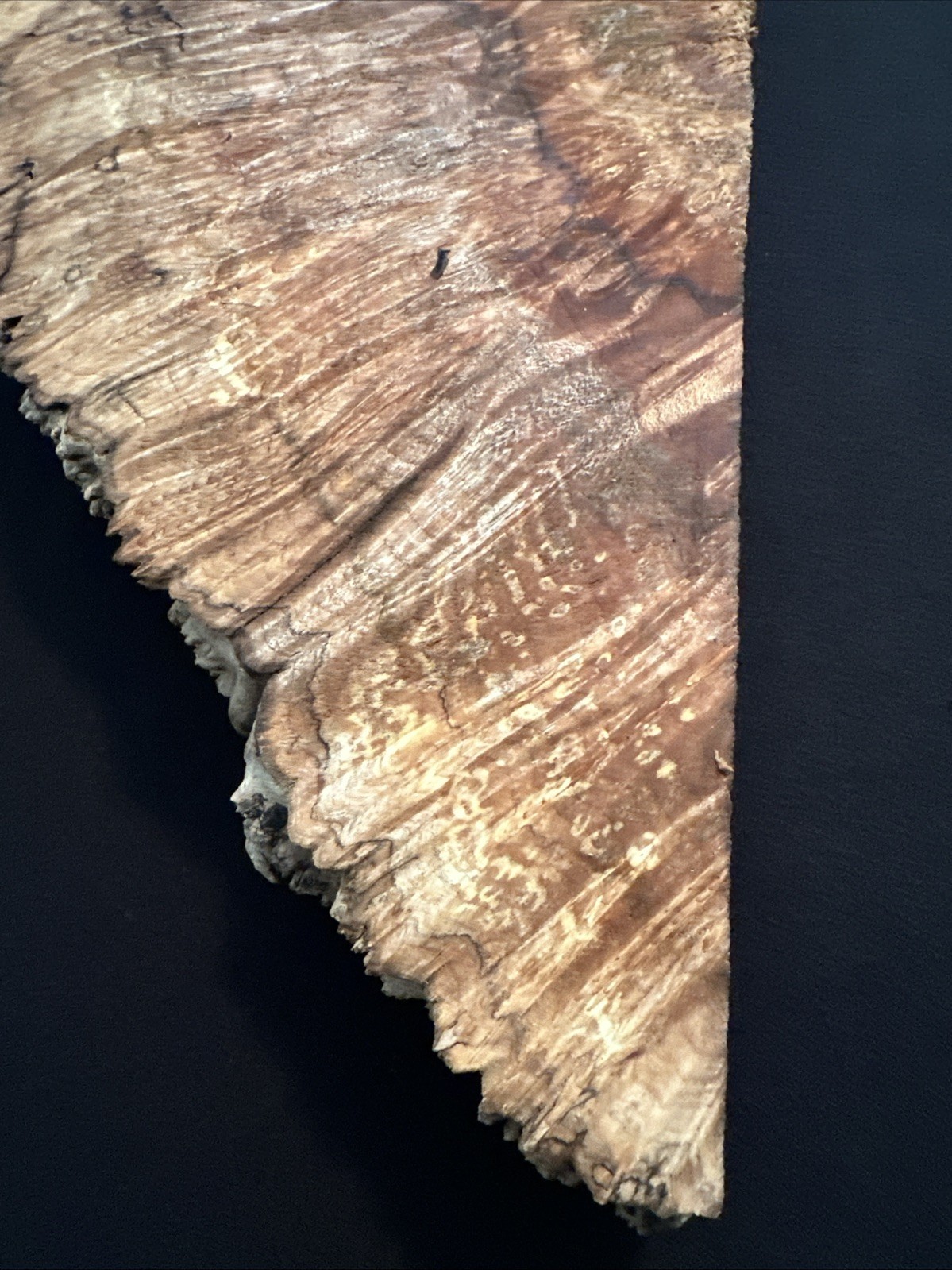 Spalted Maple Burl, Live Edge, 26” Long, 8 3/4” Wide, 2 3/16” Thick, Dry