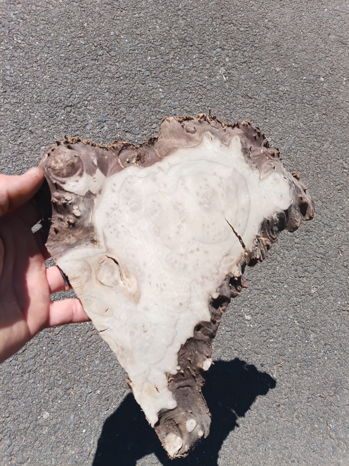 5 piece set Maple Burl and Myrtlewood Live Edge mini slabs