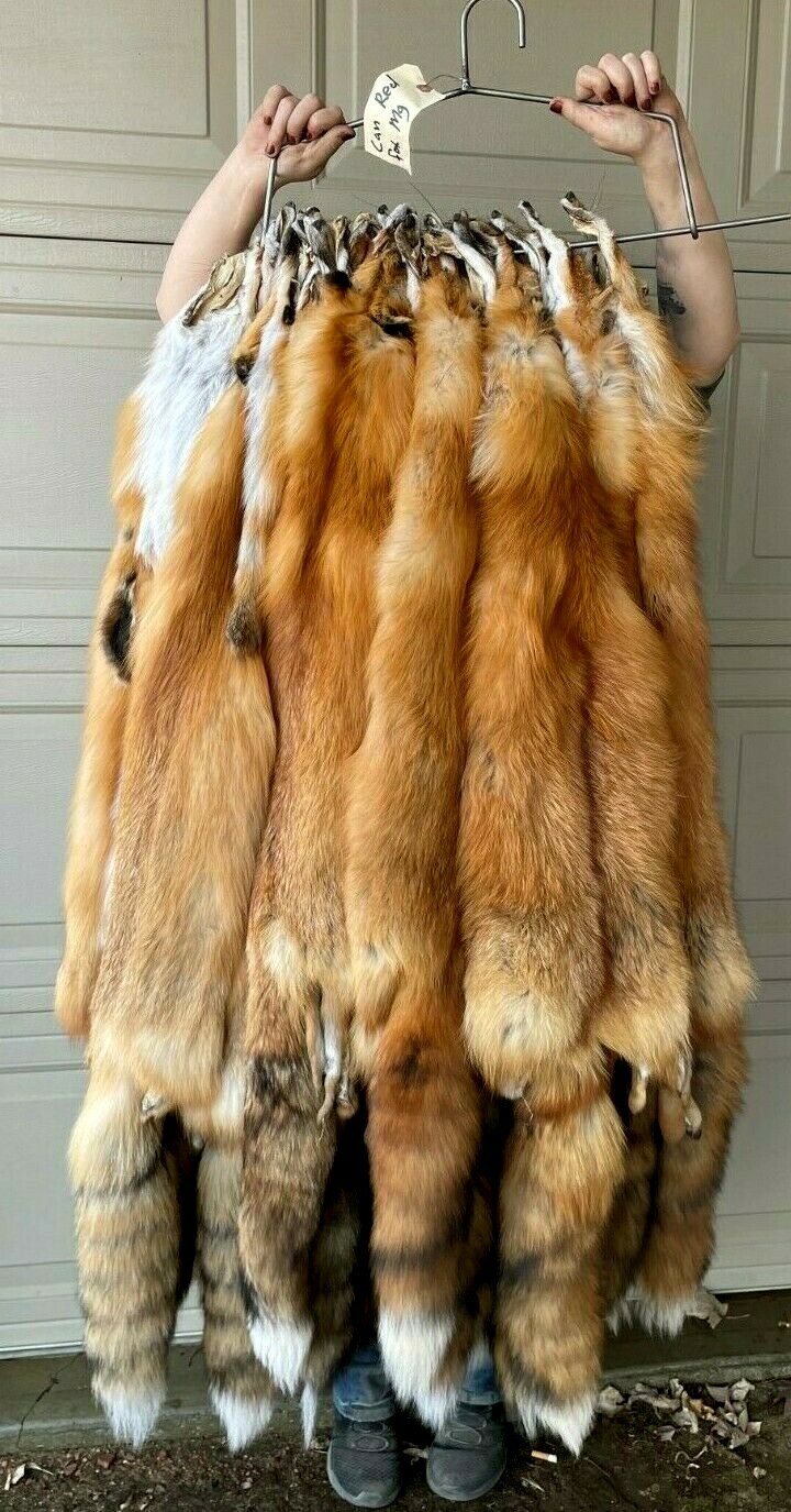 Canadian Red Fox, Tanned, HEAVY and long fur, silky beautiful canredfox