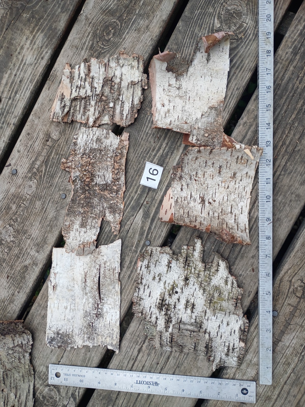 White Silver Birch Tree Bark Sheets Assorted pieces ~5 x 4 inch lot of 6 USA WI