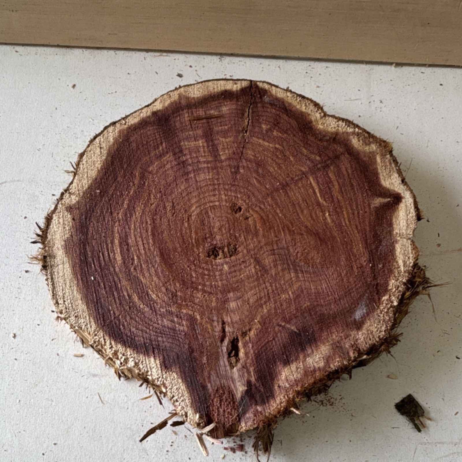Cedar Live Edge Wood Slab Round 11″ Diameter x 4″ Thick Unfinished