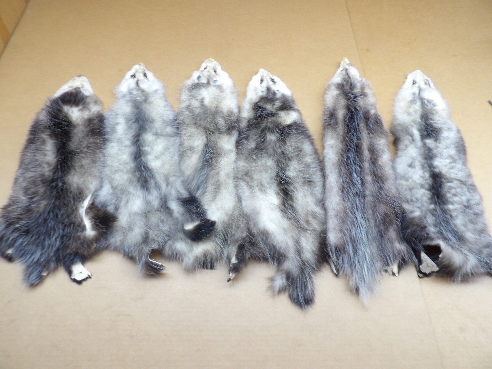 Professionally Tanned #2 L Opossum Hide/Furs/Taxidermy/Crafts/Real USA Furs