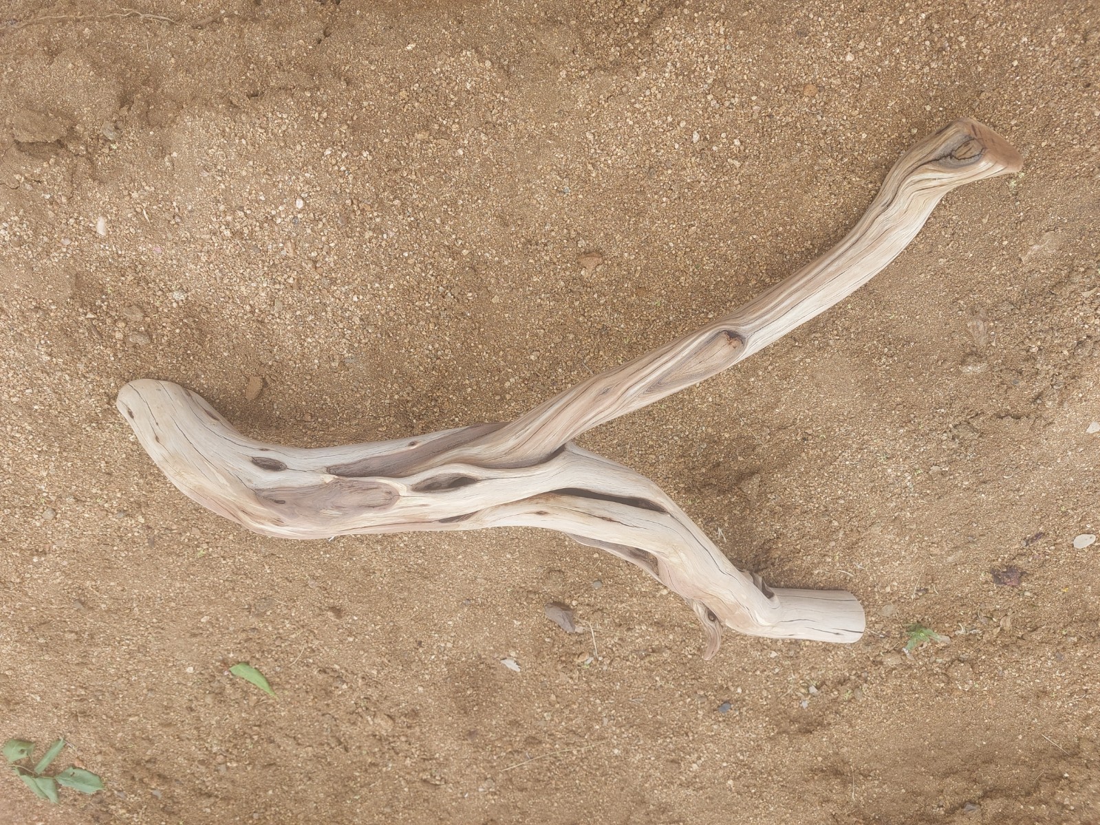 Manzanita wood 25 x 5