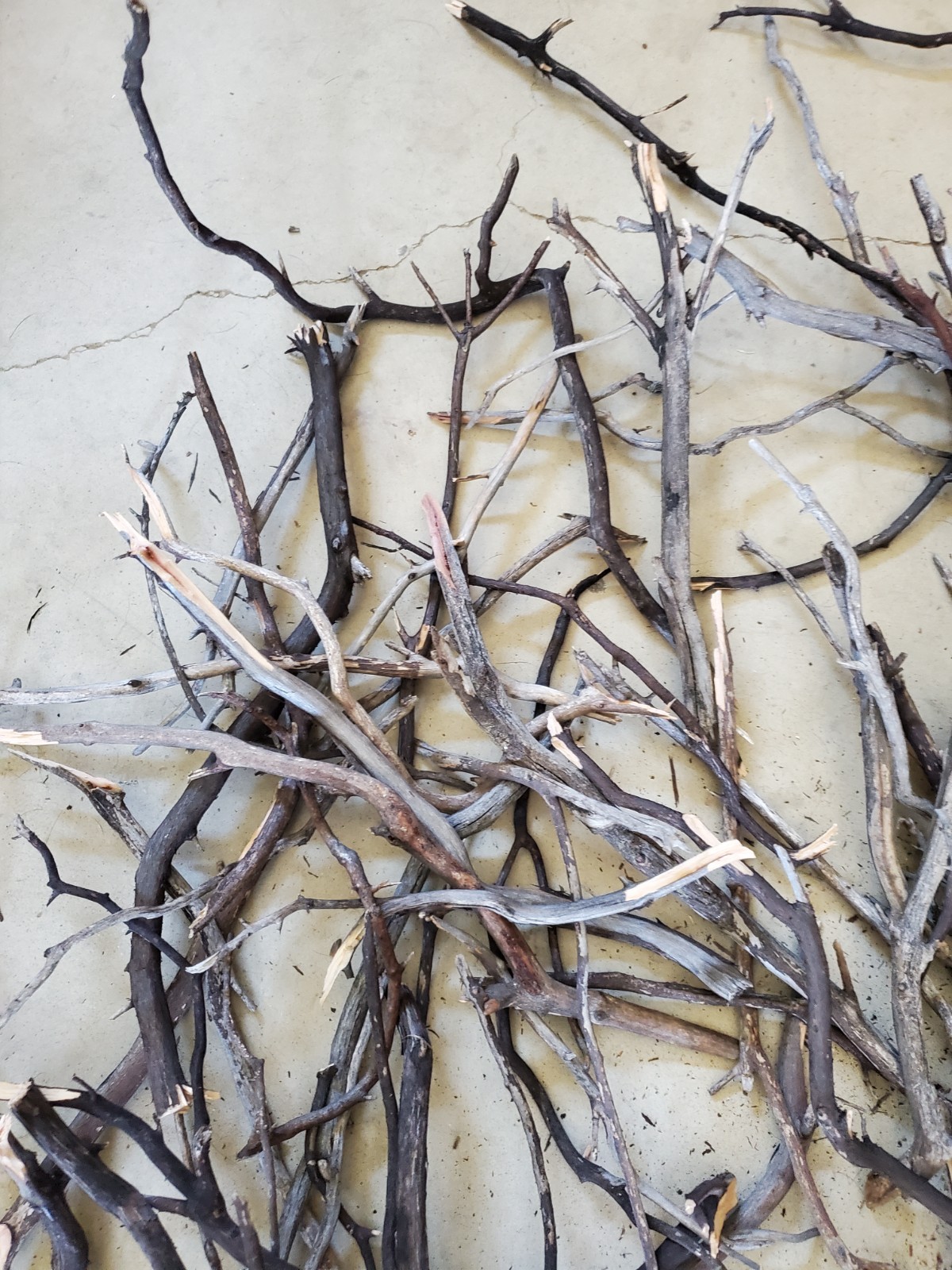 100 assorted thin seasoned Manzanita branches box #1