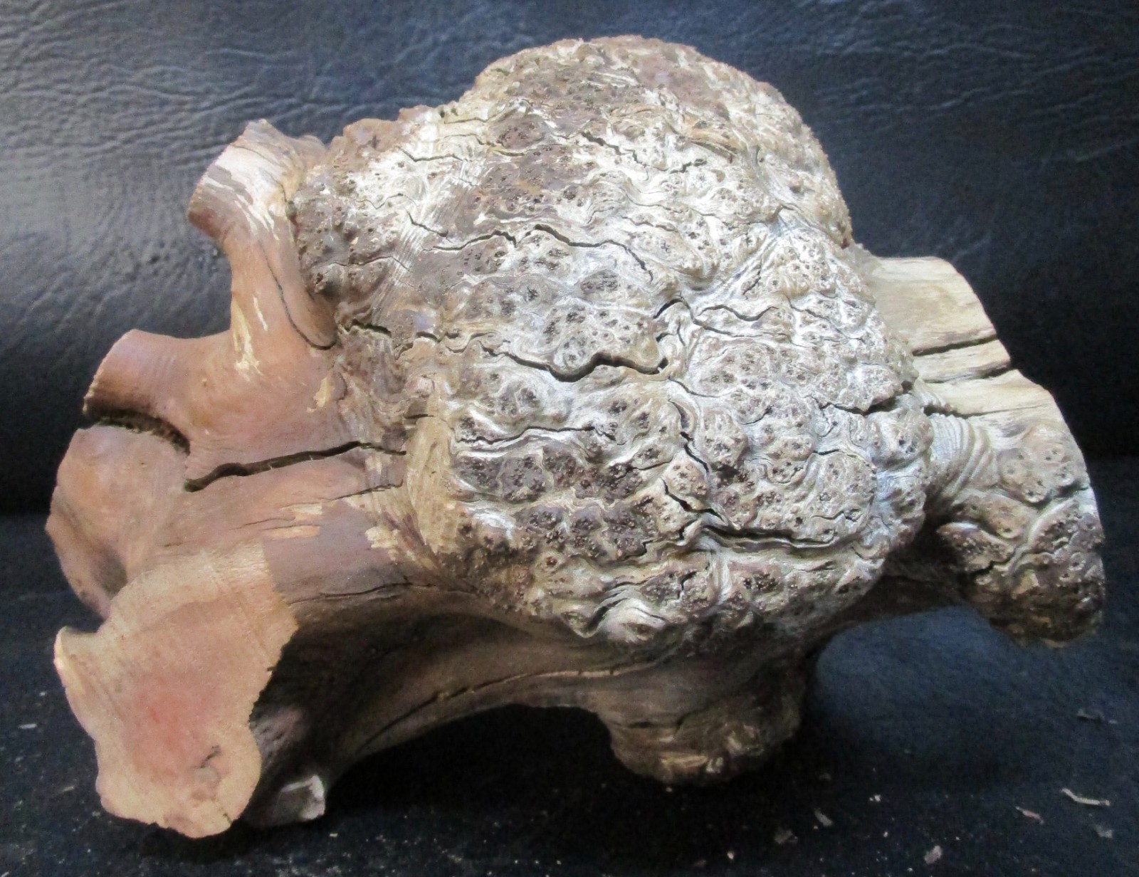 manzanita burl wood #D715 7 1/2″Lx 7 3/4″W x 6 1/2″at the tallest point
