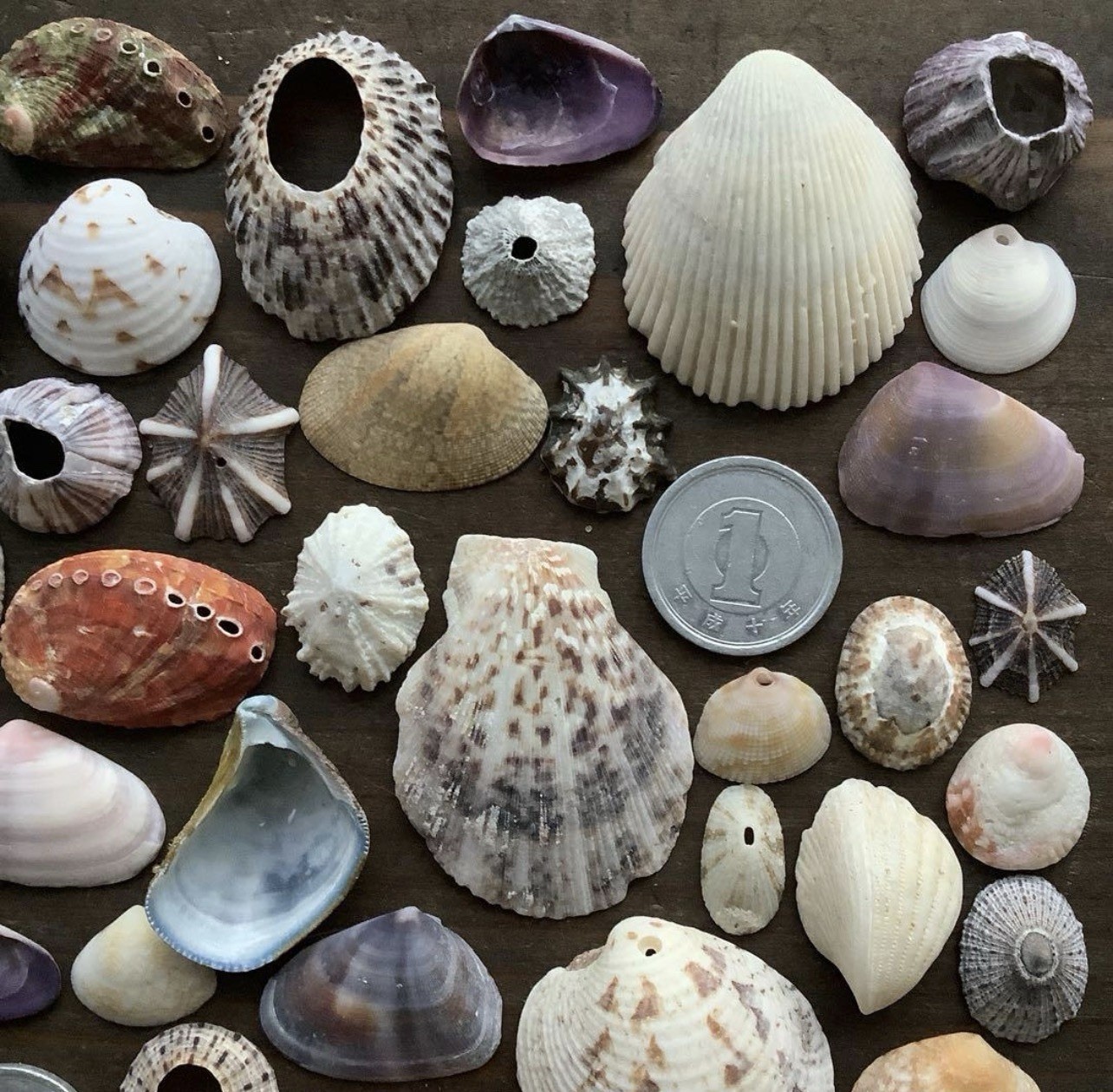 t sea Shell from Japan from kagoshima small to medium