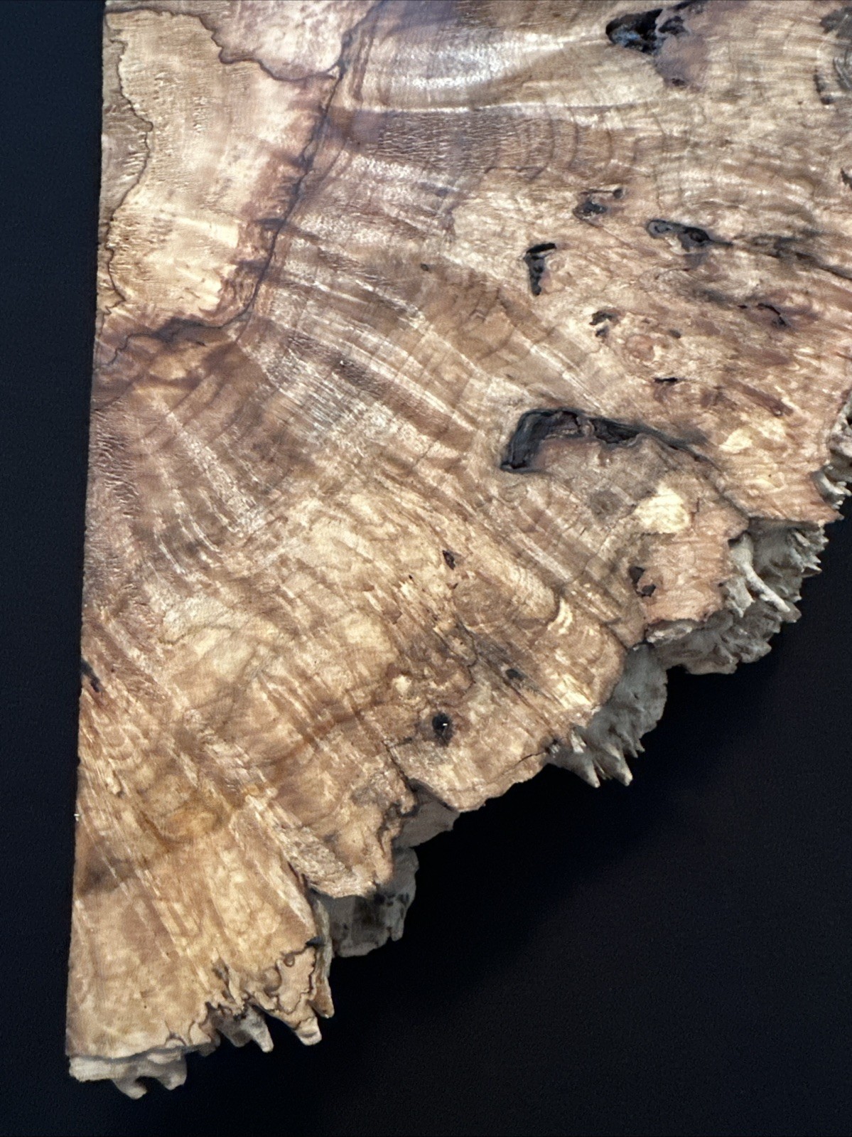 Spalted Maple Burl, Live Edge, 17 3/4” Long, 8 5/8” Wide, 2 3/4” Thick, Dry