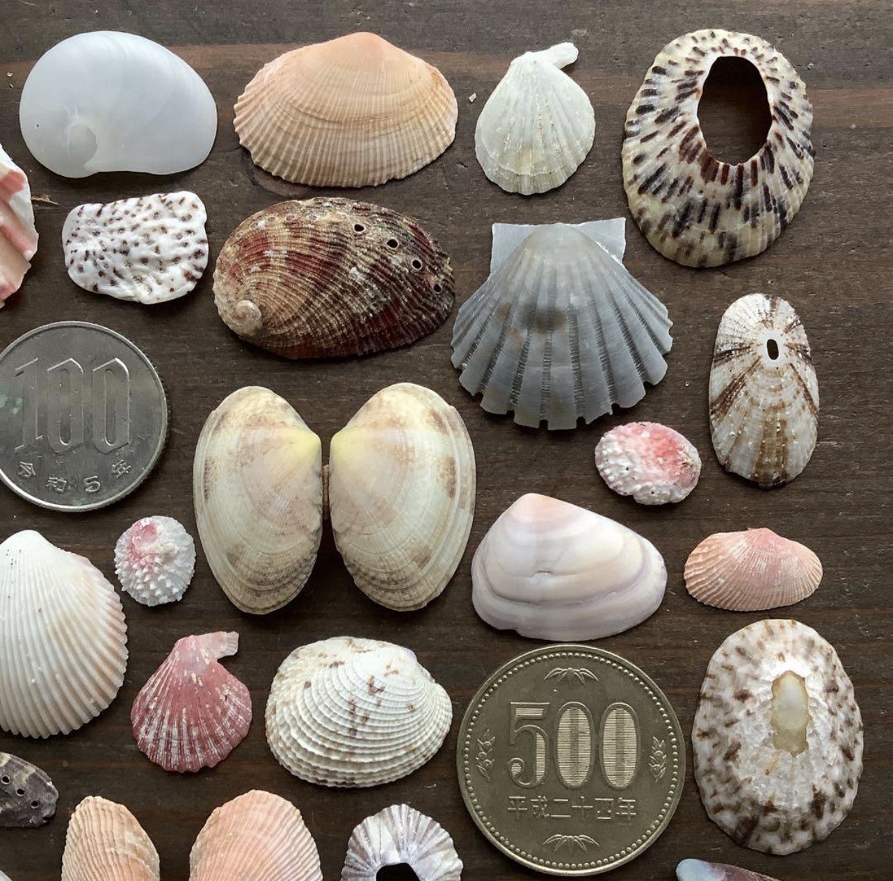 t sea Shell from Japan from kagoshima small to medium