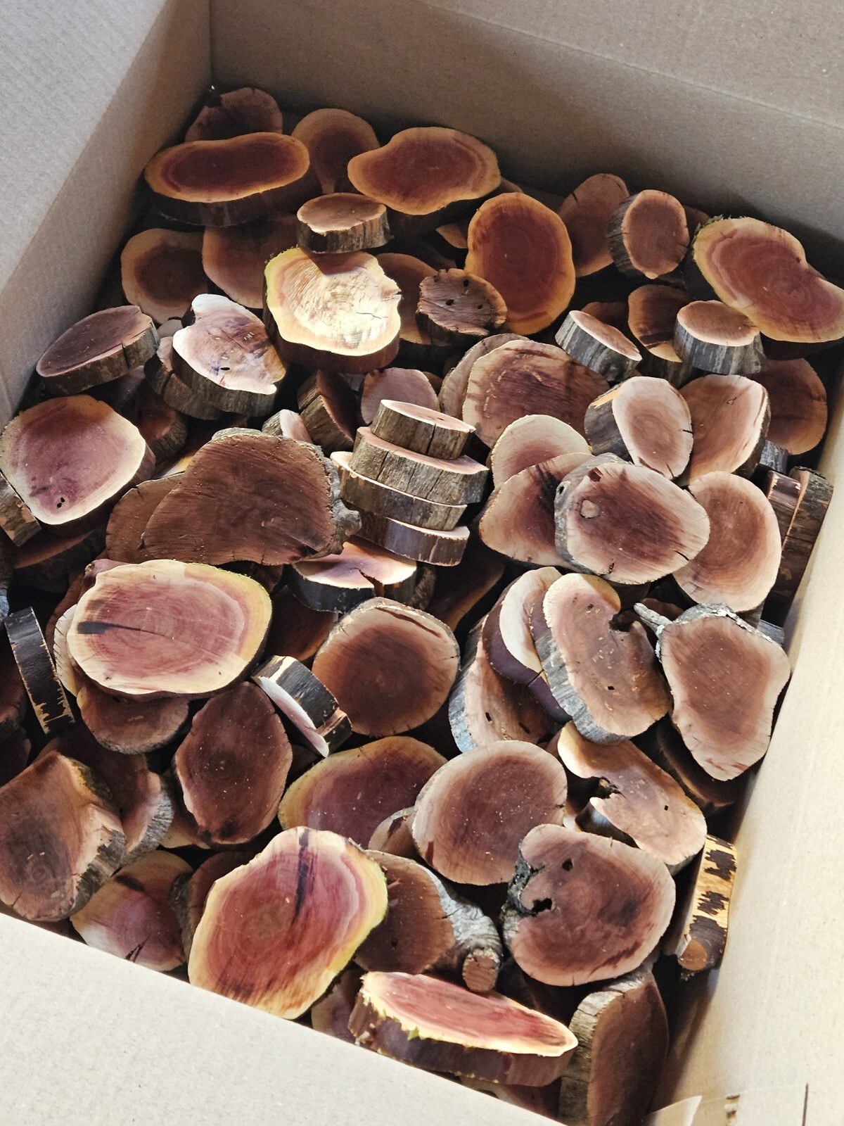 25pcs Manzanita slices burl ,slabs live edge wood crafts aquarium arts #199