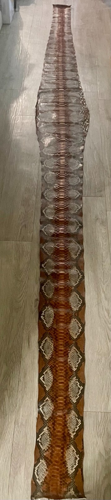 GENUINE FULL PYTHON SNAKE SKIN HIDE RARE COLOR 3.60 meter 142″ LONG GRADE A