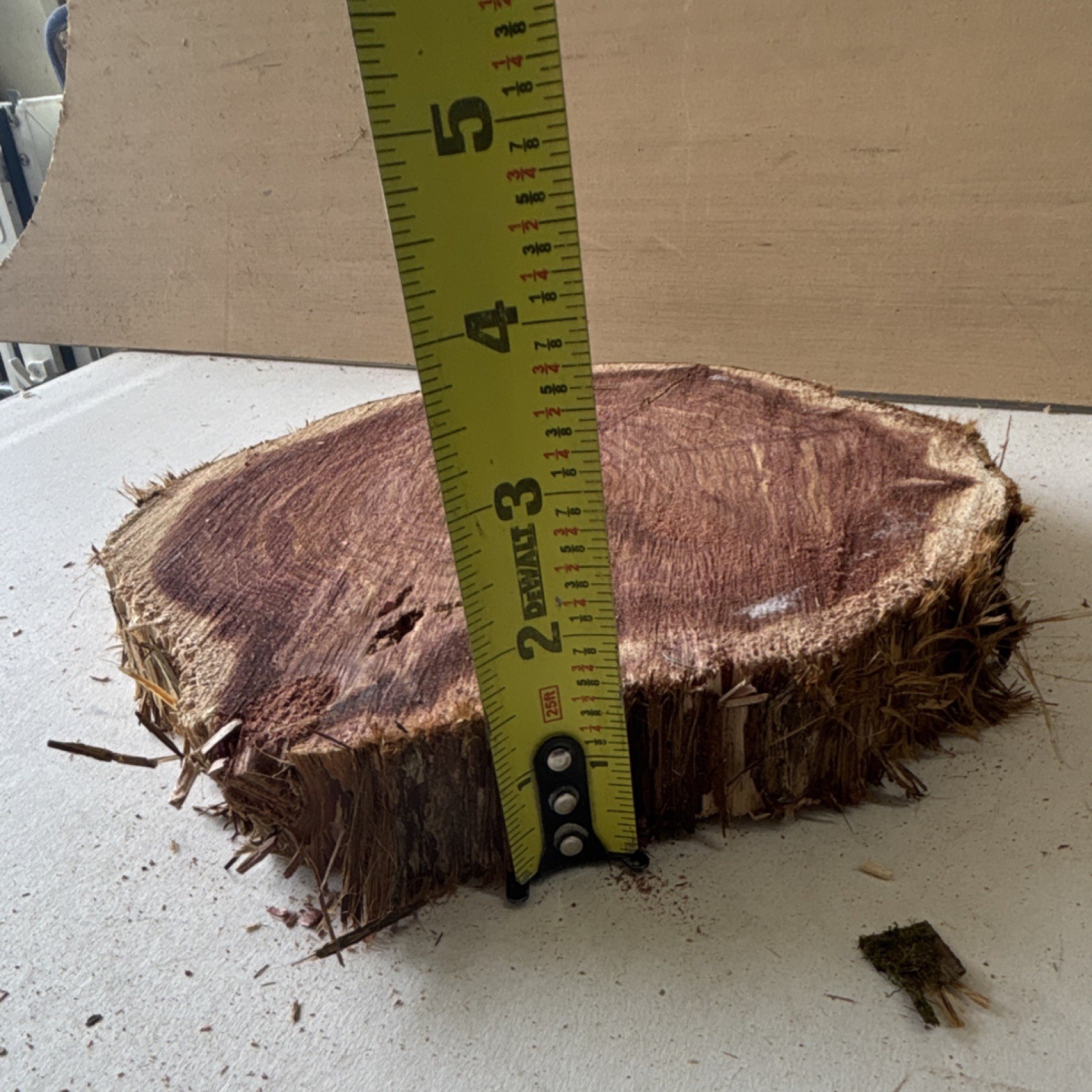 Cedar Live Edge Wood Slab Round 11″ Diameter x 4″ Thick Unfinished