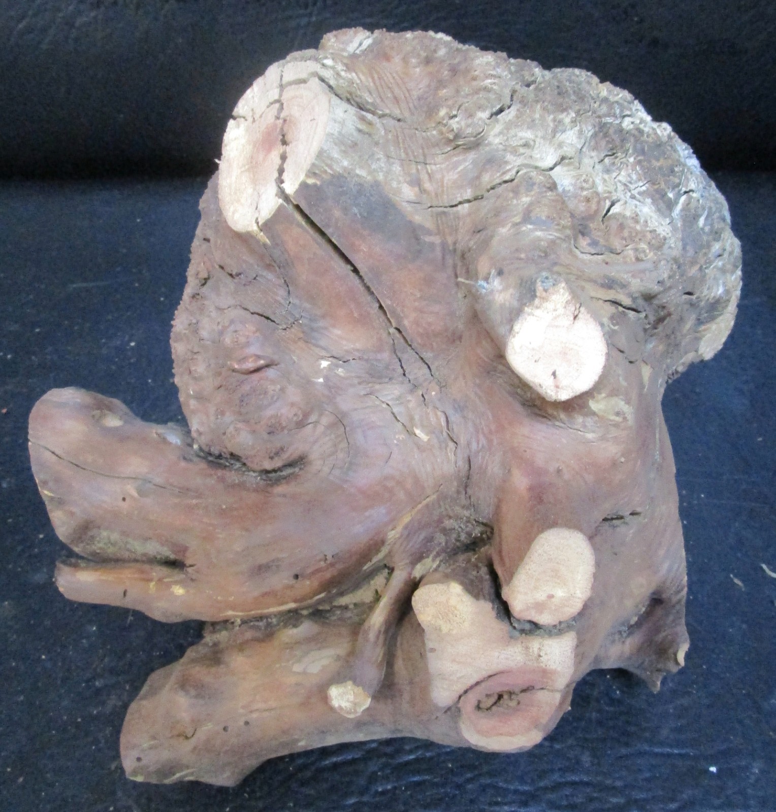 manzanita burl wood #D715 7 1/2″Lx 7 3/4″W x 6 1/2″at the tallest point