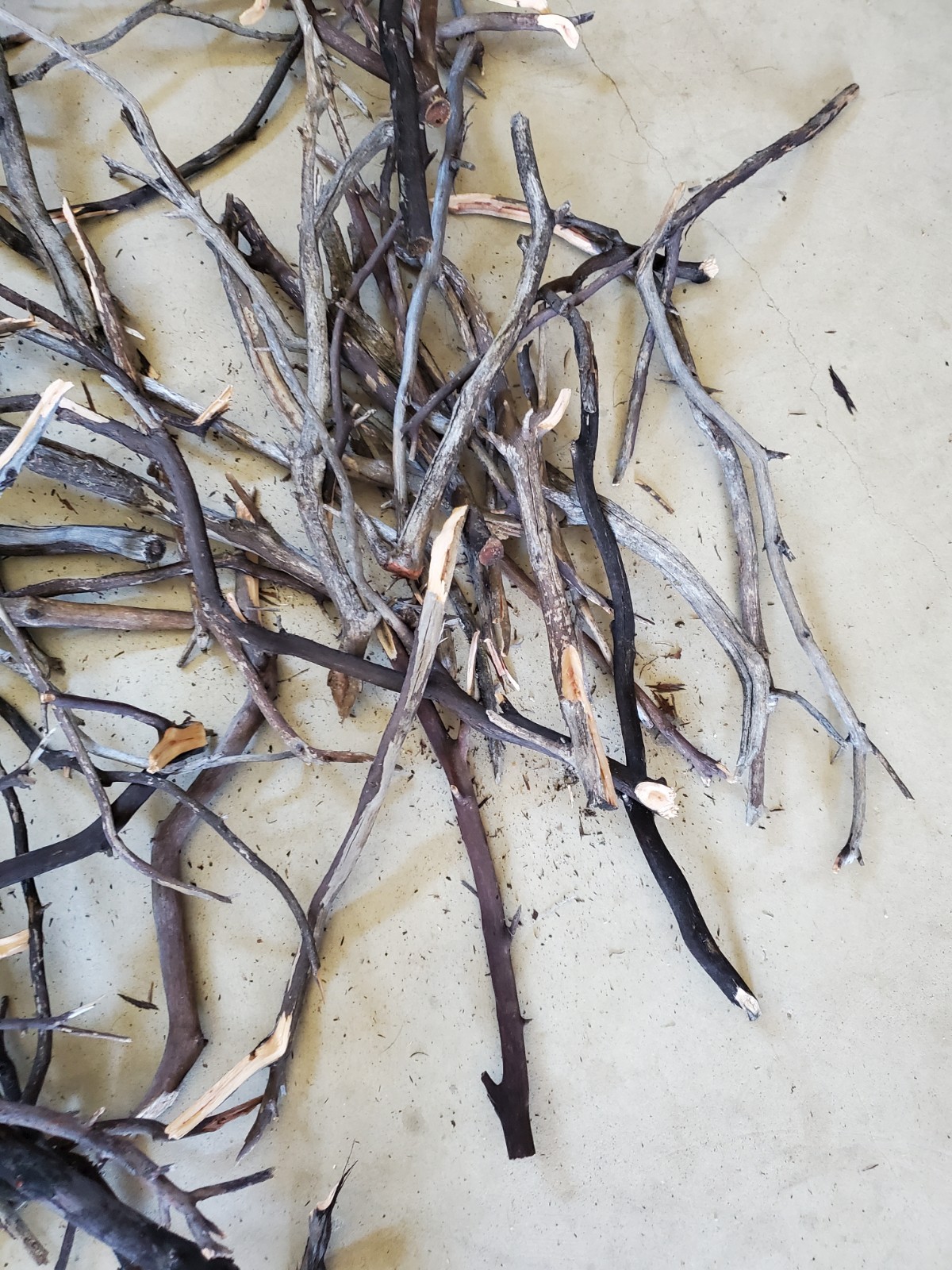 100 assorted thin seasoned Manzanita branches box #1