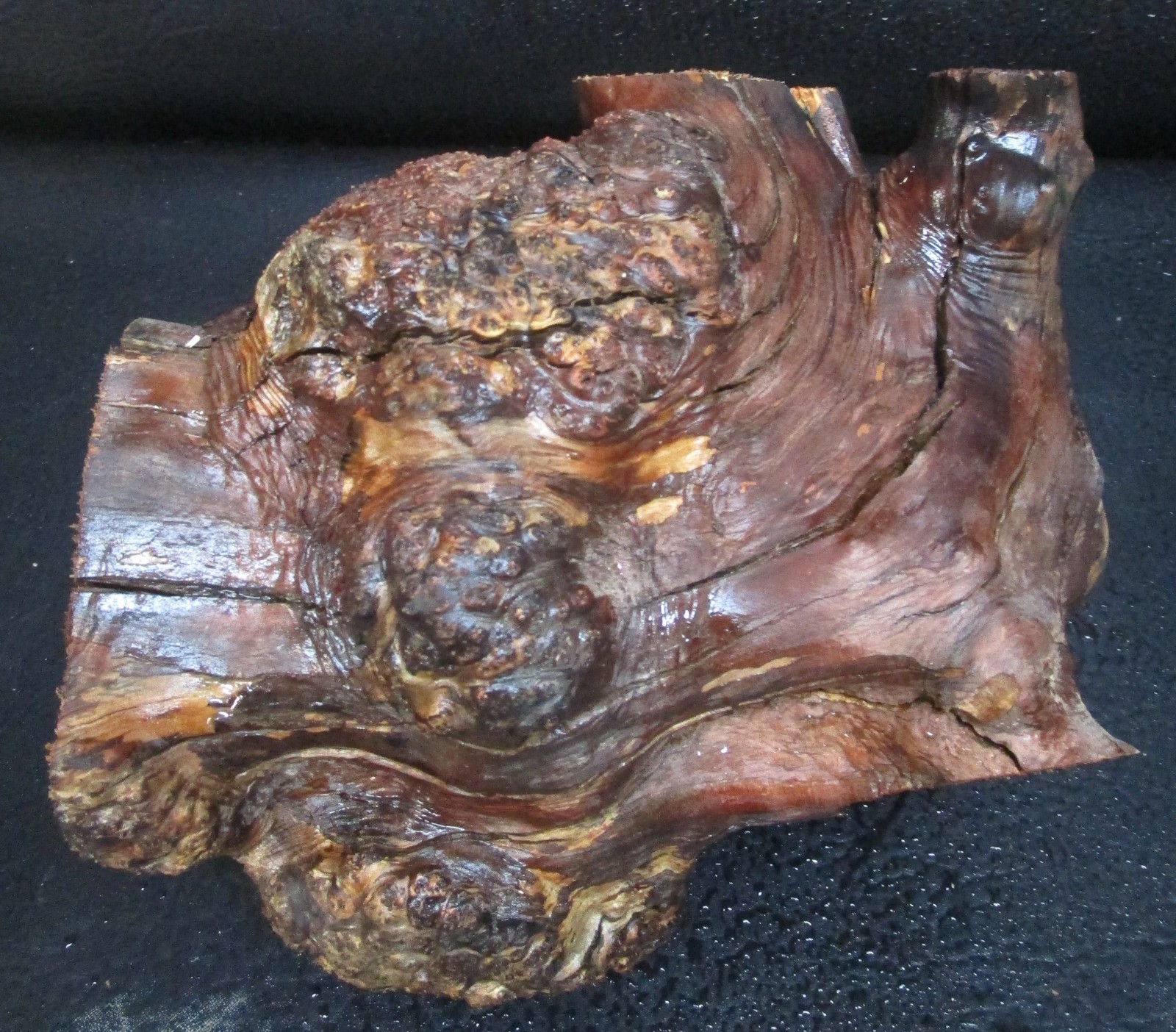 manzanita burl wood #D715 7 1/2″Lx 7 3/4″W x 6 1/2″at the tallest point