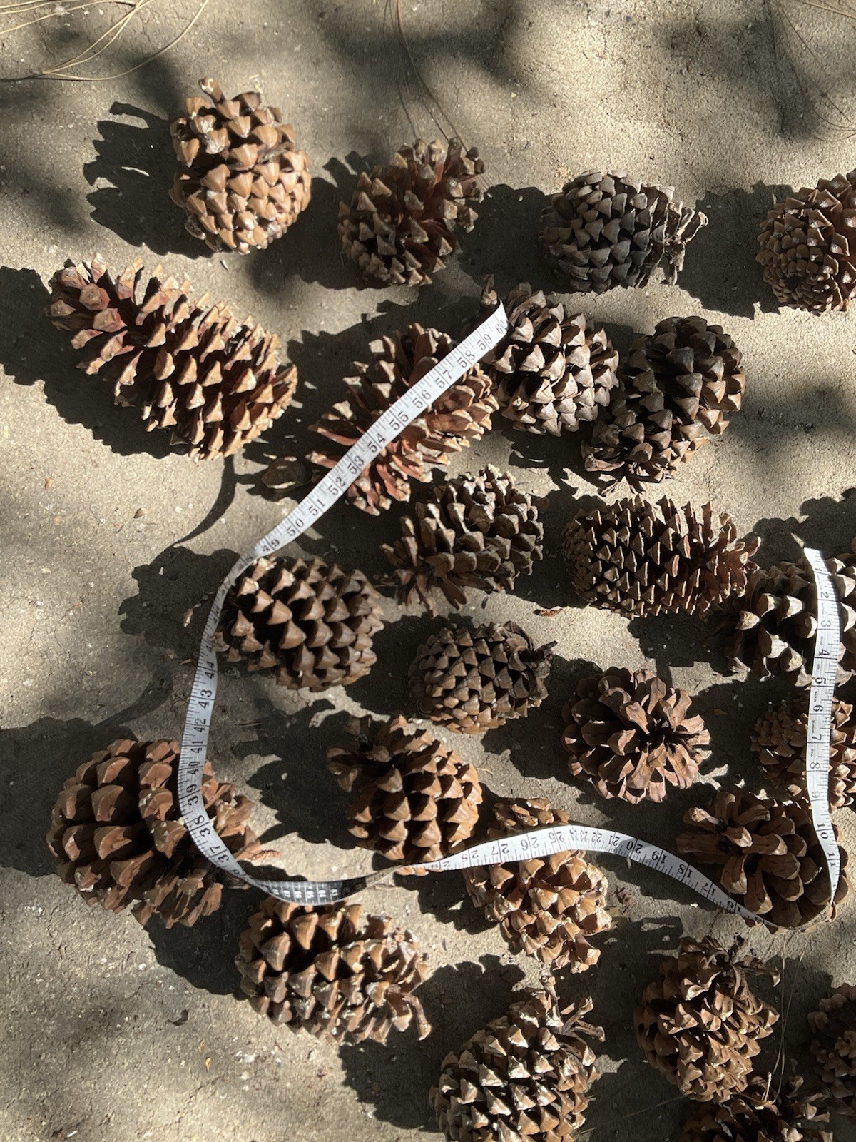 Canary Island Pine Cones assorted sizes