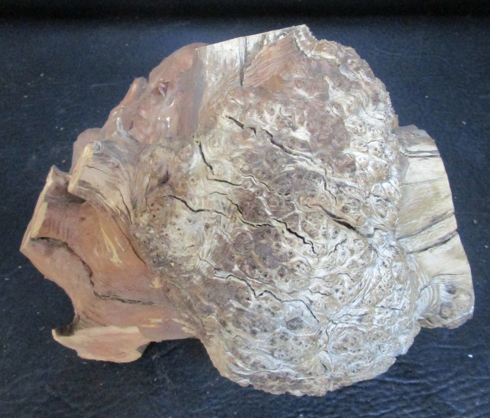 manzanita burl wood #D715 7 1/2″Lx 7 3/4″W x 6 1/2″at the tallest point