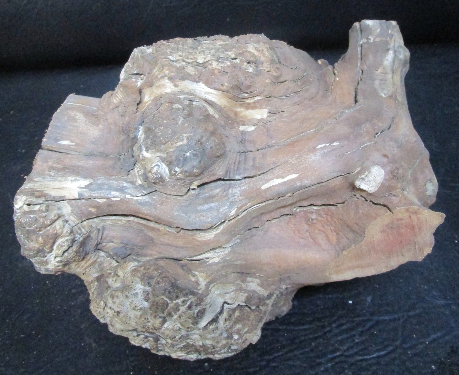 manzanita burl wood #D715 7 1/2″Lx 7 3/4″W x 6 1/2″at the tallest point