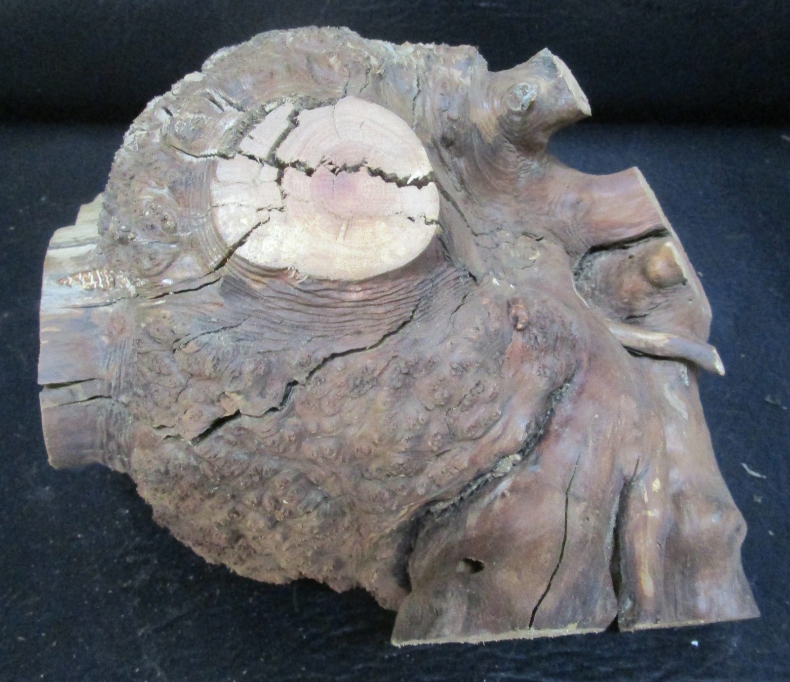 manzanita burl wood #D715 7 1/2″Lx 7 3/4″W x 6 1/2″at the tallest point