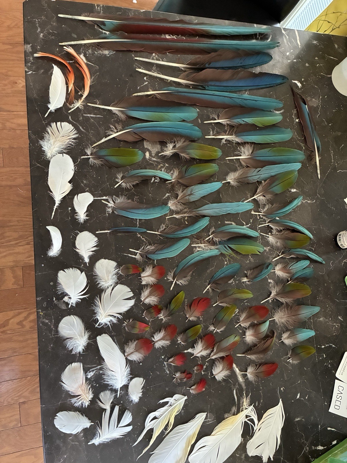 Macaw Parrot Craft Feathers Lot for DIY Projects, Multicolor Assorted Colors B/O