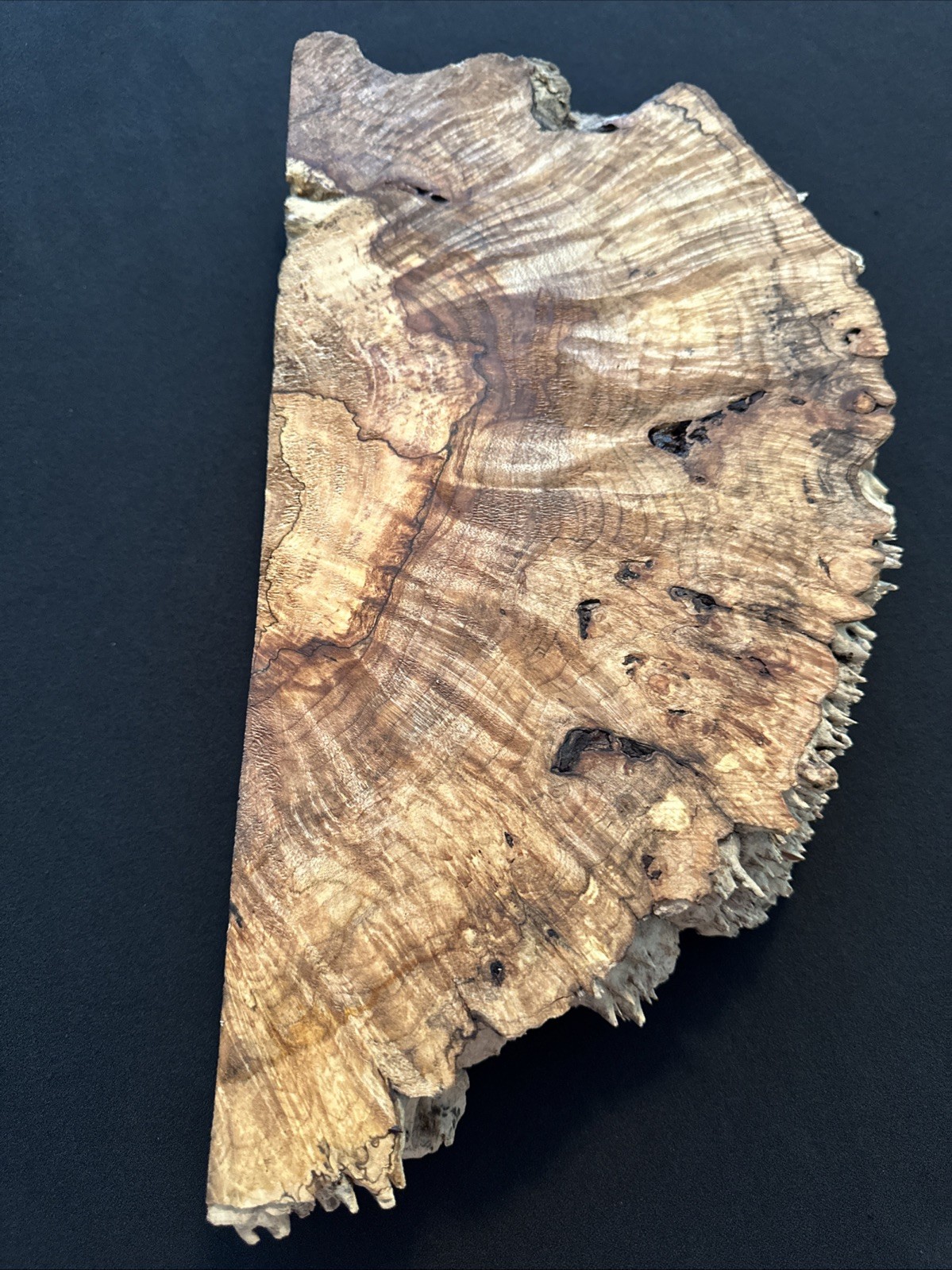 Spalted Maple Burl, Live Edge, 17 3/4” Long, 8 5/8” Wide, 2 3/4” Thick, Dry