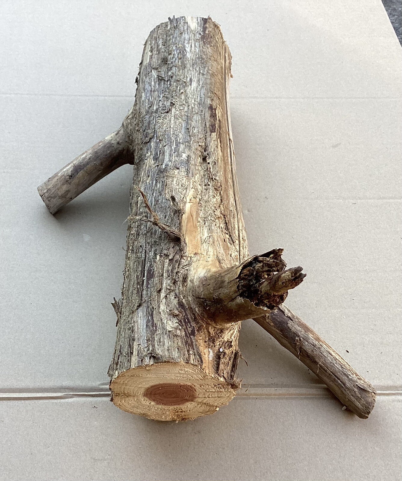 Red Cedar Live Edge Log Craft Wood Taxidermy Rustic Décor