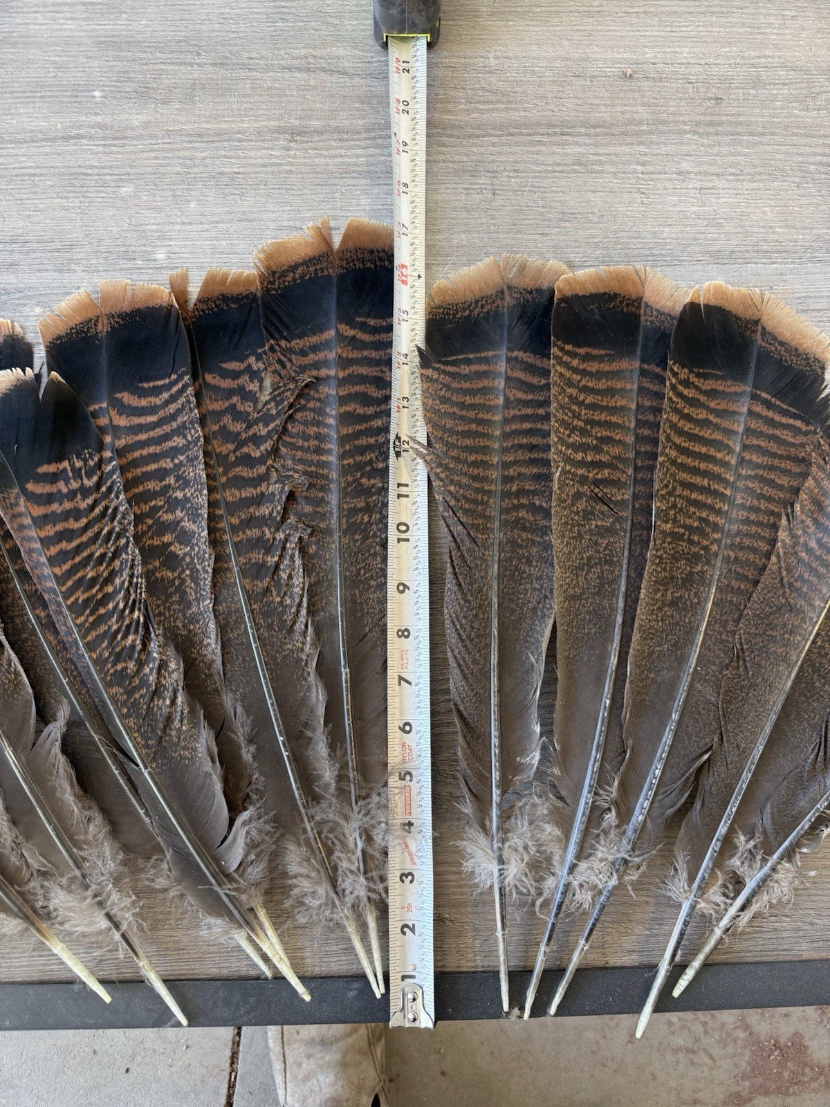 12 Turkey Tail Feathers 14-16″+ long Eastern Turkey Feathers