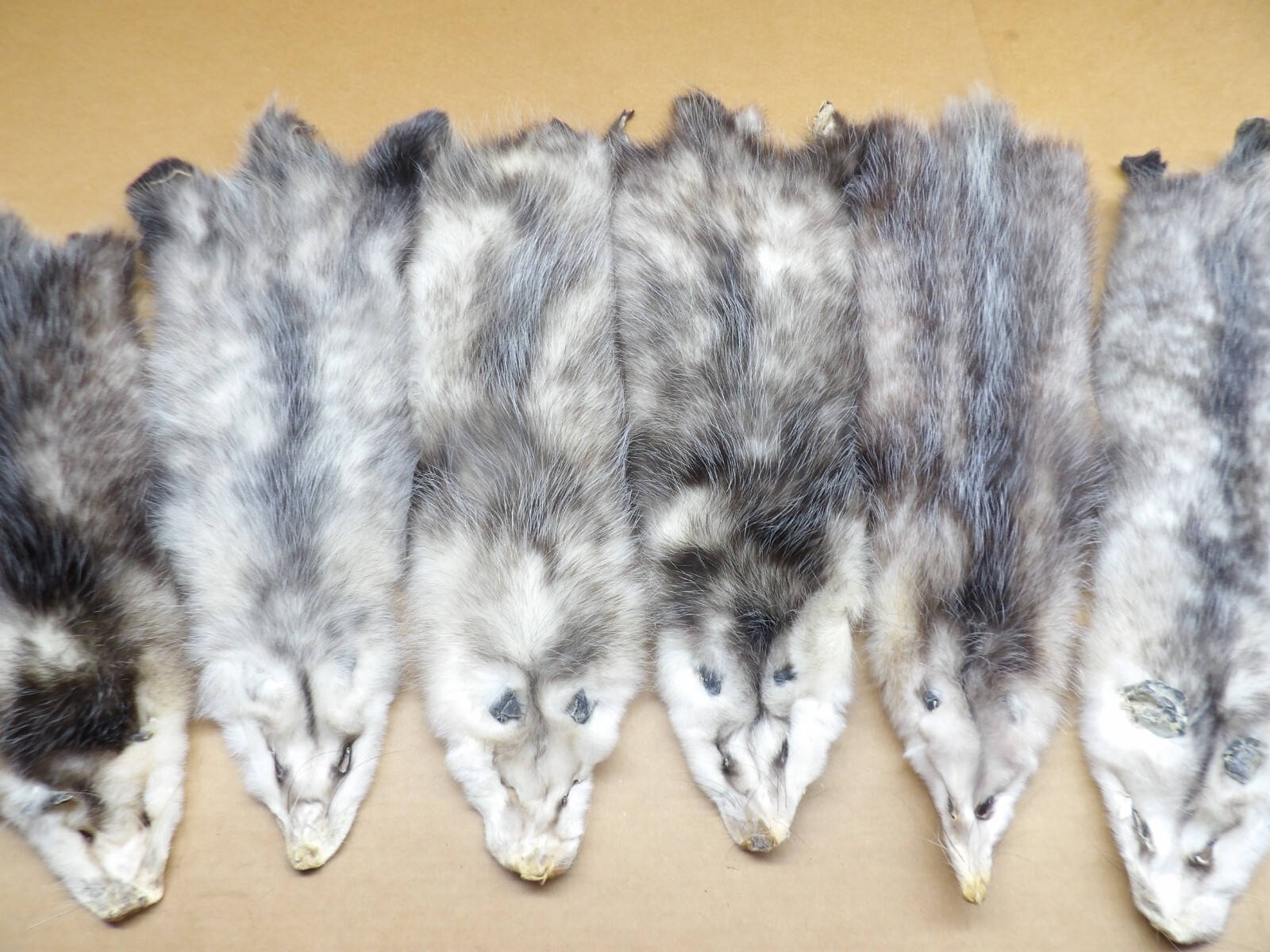 Professionally Tanned #2 L Opossum Hide/Furs/Taxidermy/Crafts/Real USA Furs
