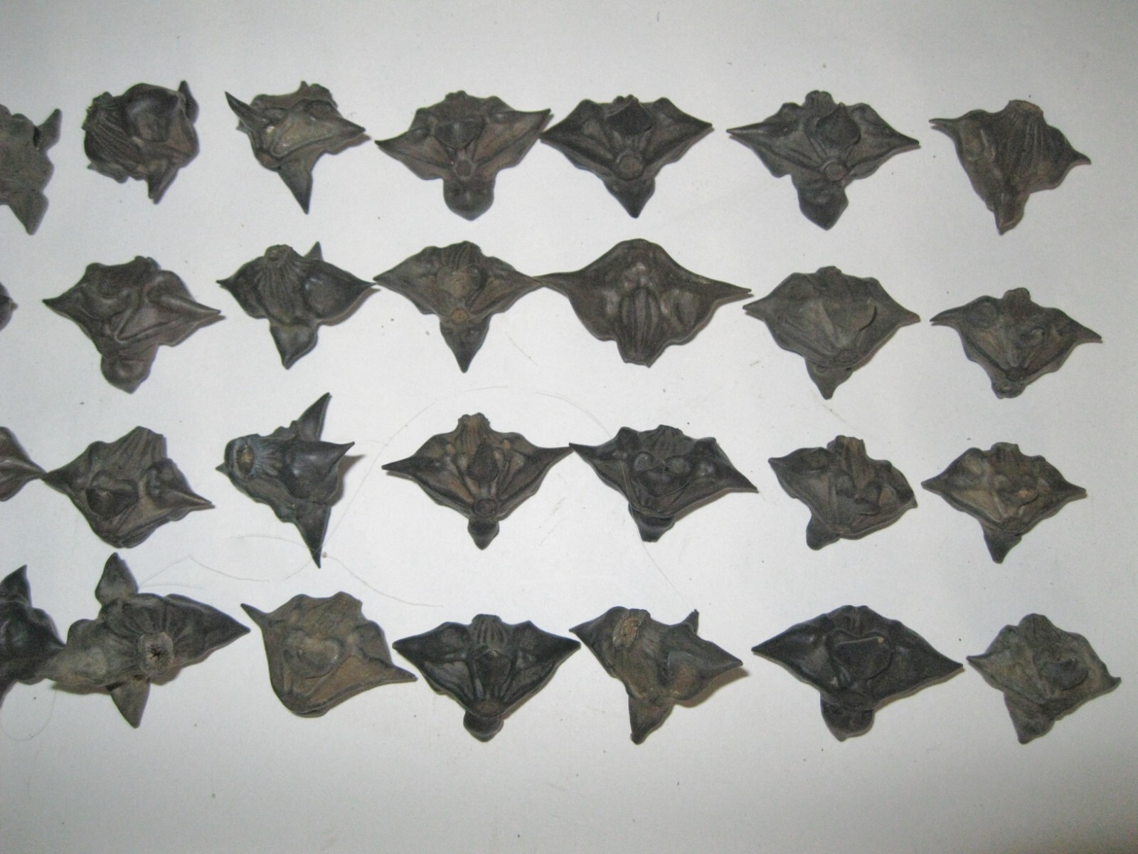 25 Devil Pods Bat Nuts Caltrops Dried Water Chestnuts