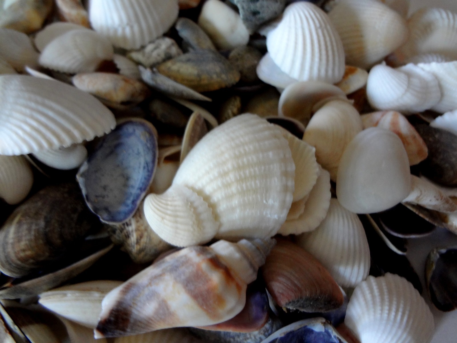 Seashells 2 Pounds lbs Small Assorted Mix Bulk Decorative Arts Crafts