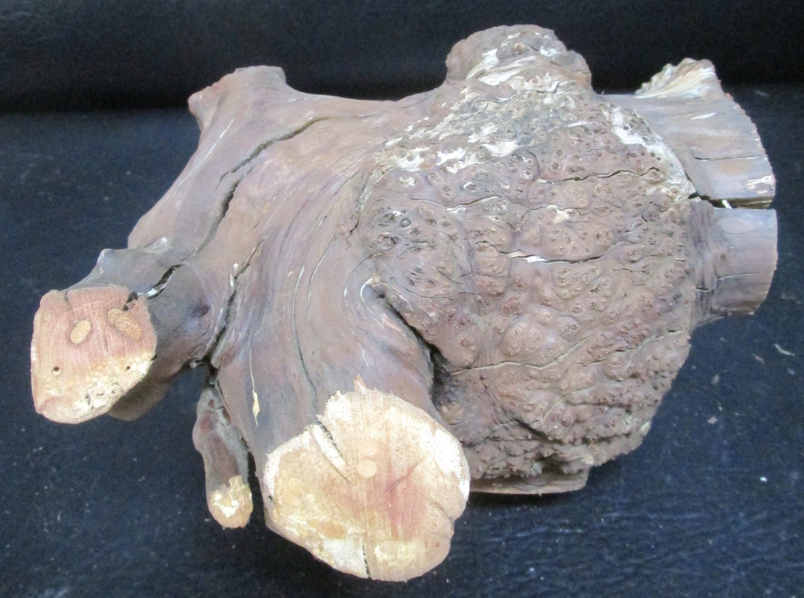 manzanita burl wood #D715 7 1/2″Lx 7 3/4″W x 6 1/2″at the tallest point