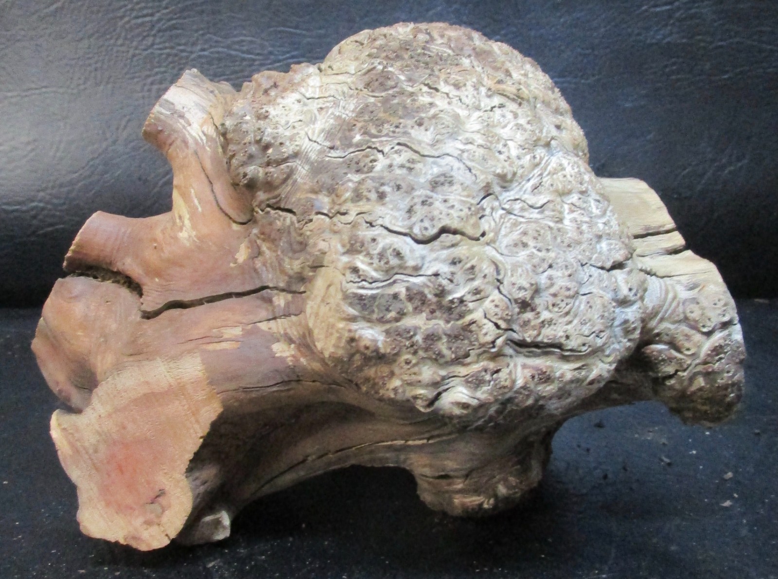manzanita burl wood #D715 7 1/2″Lx 7 3/4″W x 6 1/2″at the tallest point