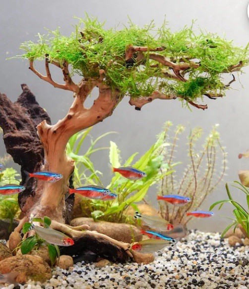 Manzanita Driftwood -We Have It All From Our NorCal Yuba River Private Access
